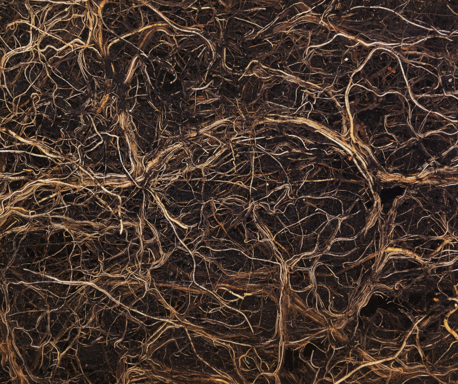 Interwoven tree roots symbolising relational patterns, systemic healing, and interconnected relationships.