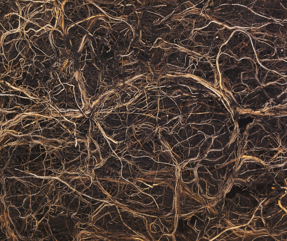 Tree roots representing relational healing and systemic family patterns.