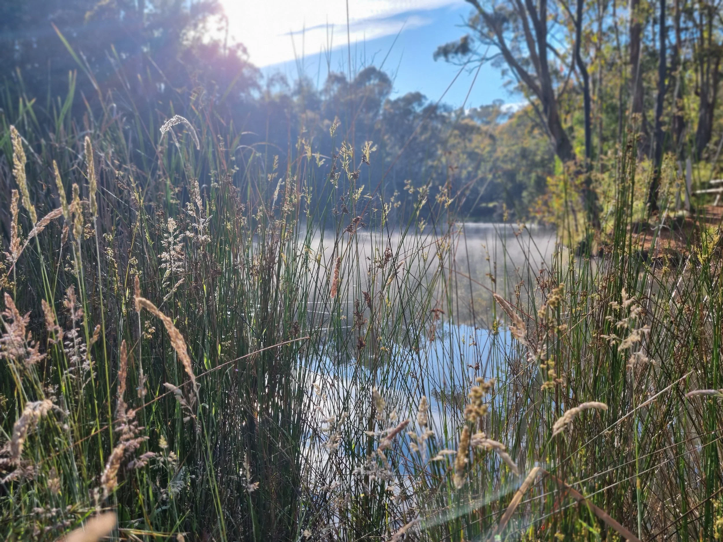 “Sunlit reeds and still water at a peaceful bushland pond in Beechworth, Australia.