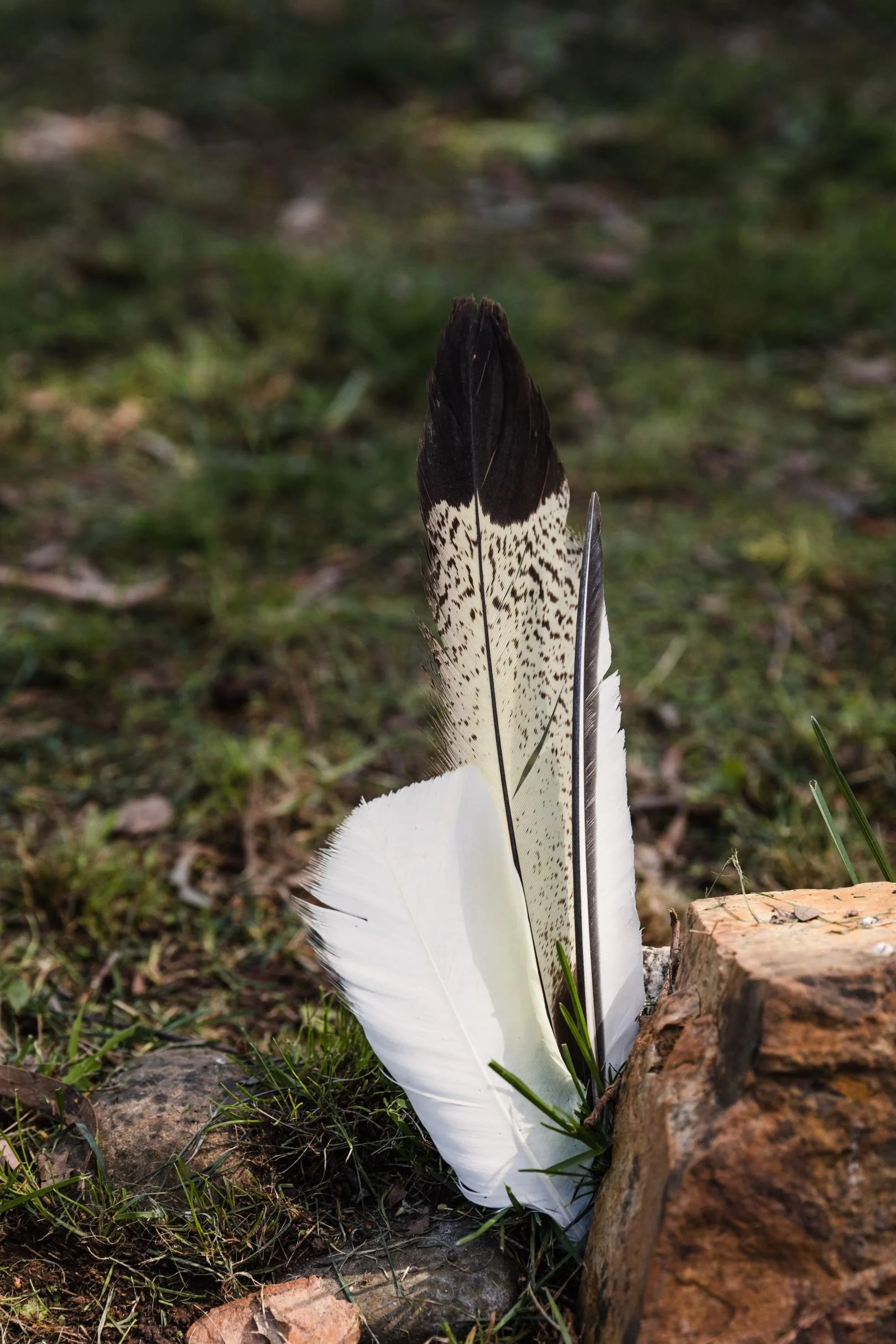 Feather placed in nature during a shamanic healing ritual, symbolising spiritual healing and connection with spirit.