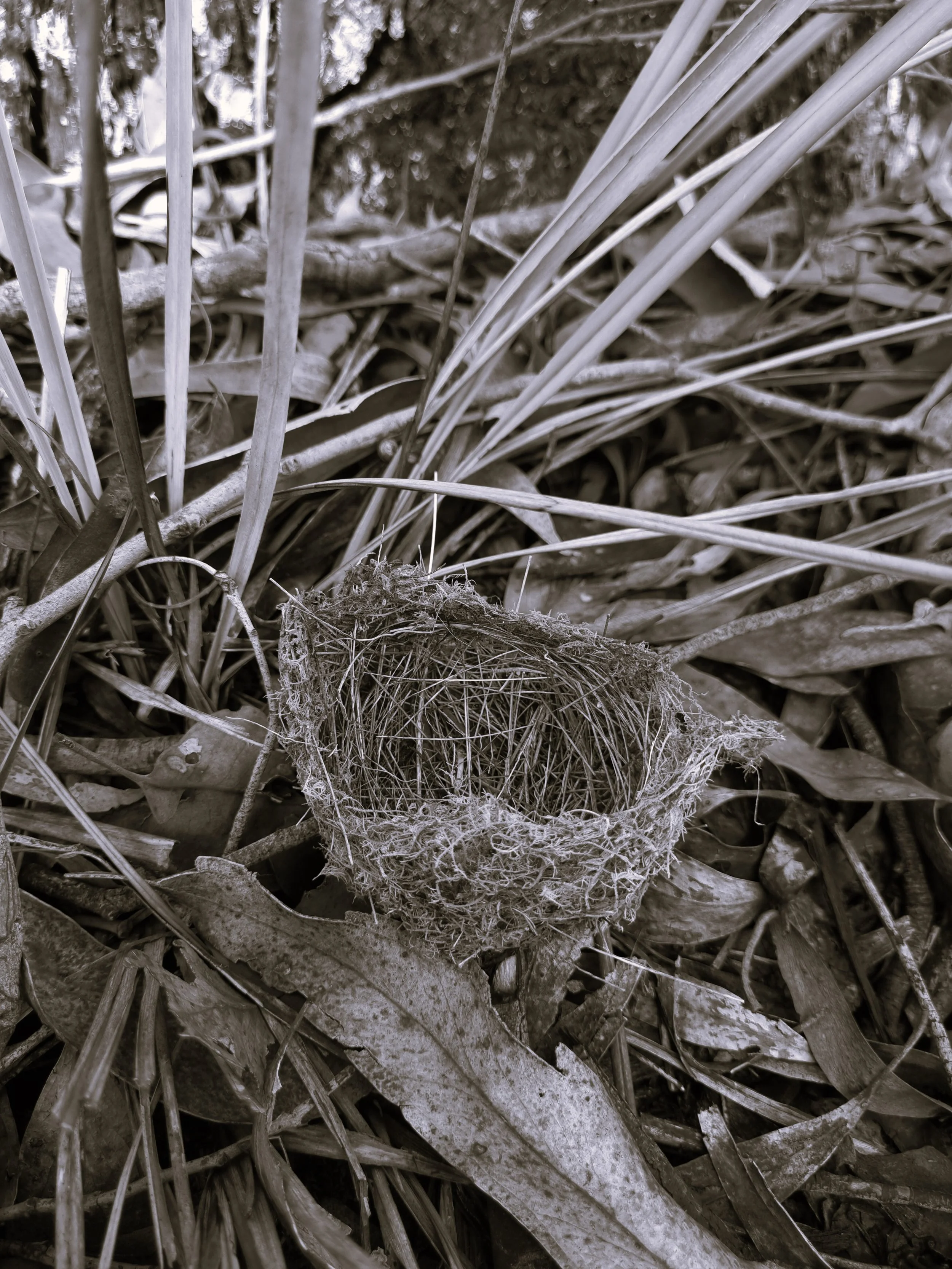 Wild Creature Kinship