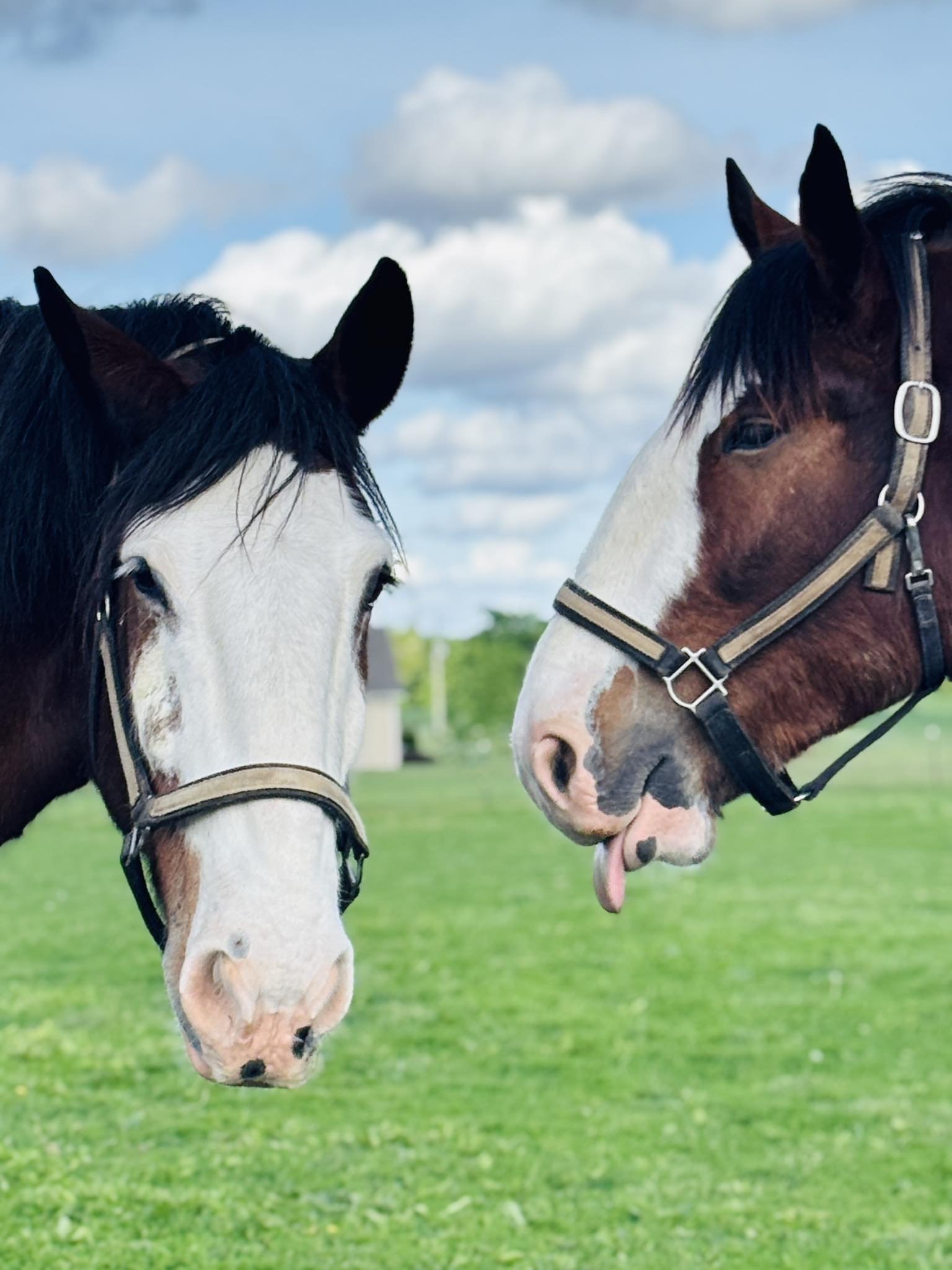 Two JFP Equine Clydesdales standing together near St. Louis in Waterloo, Illinois