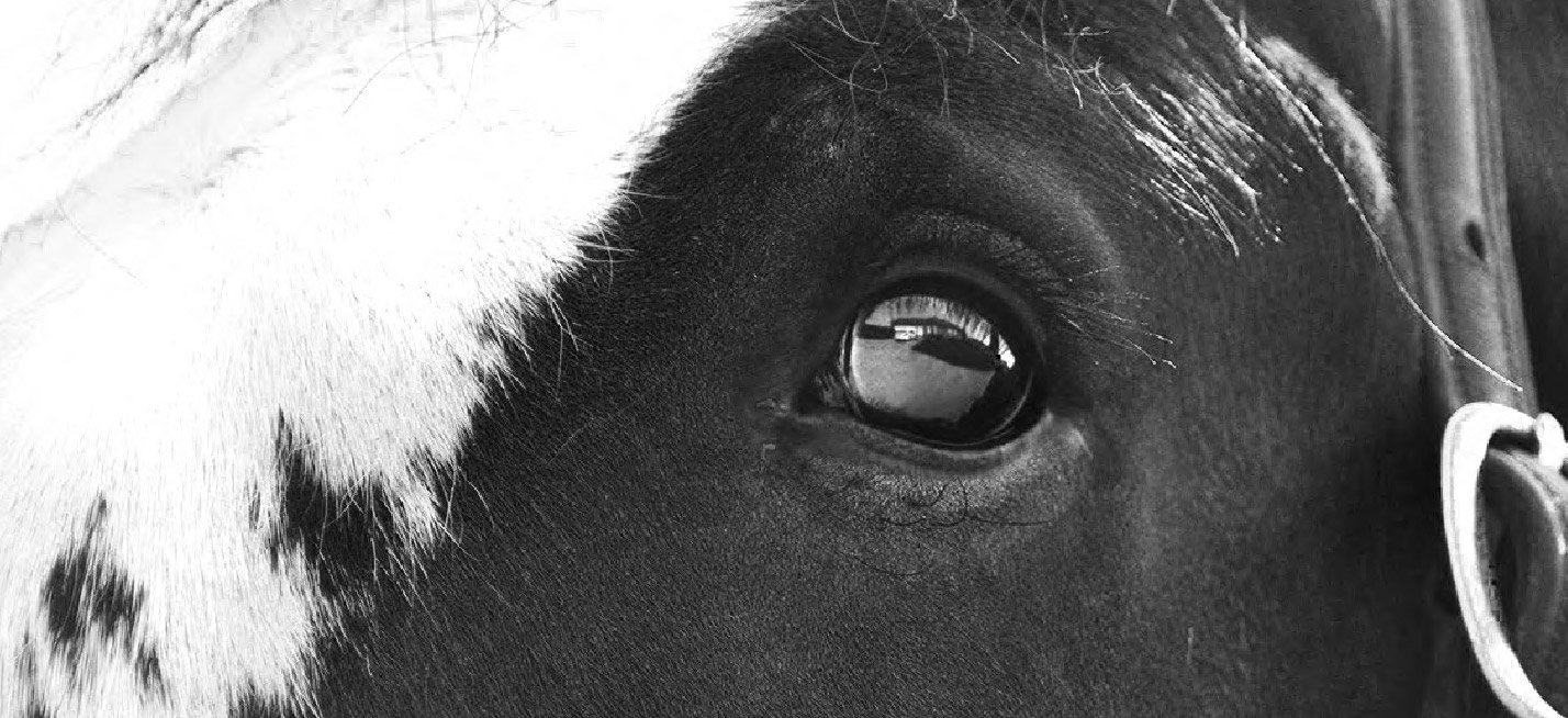 The Soothing Sounds of a Clydesdale:  Why Quiet Barn Moments Matter