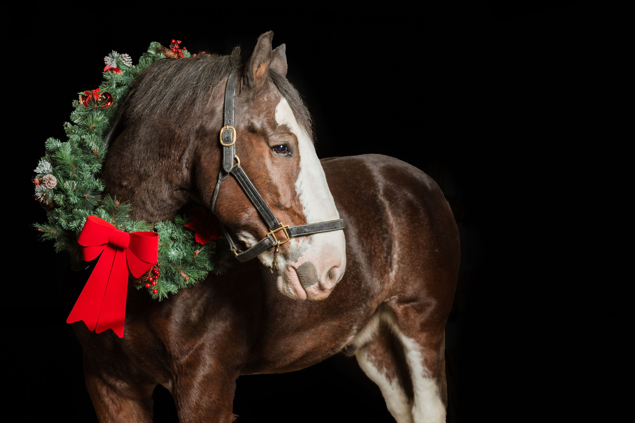A Clydesdale’s Christmas Routine