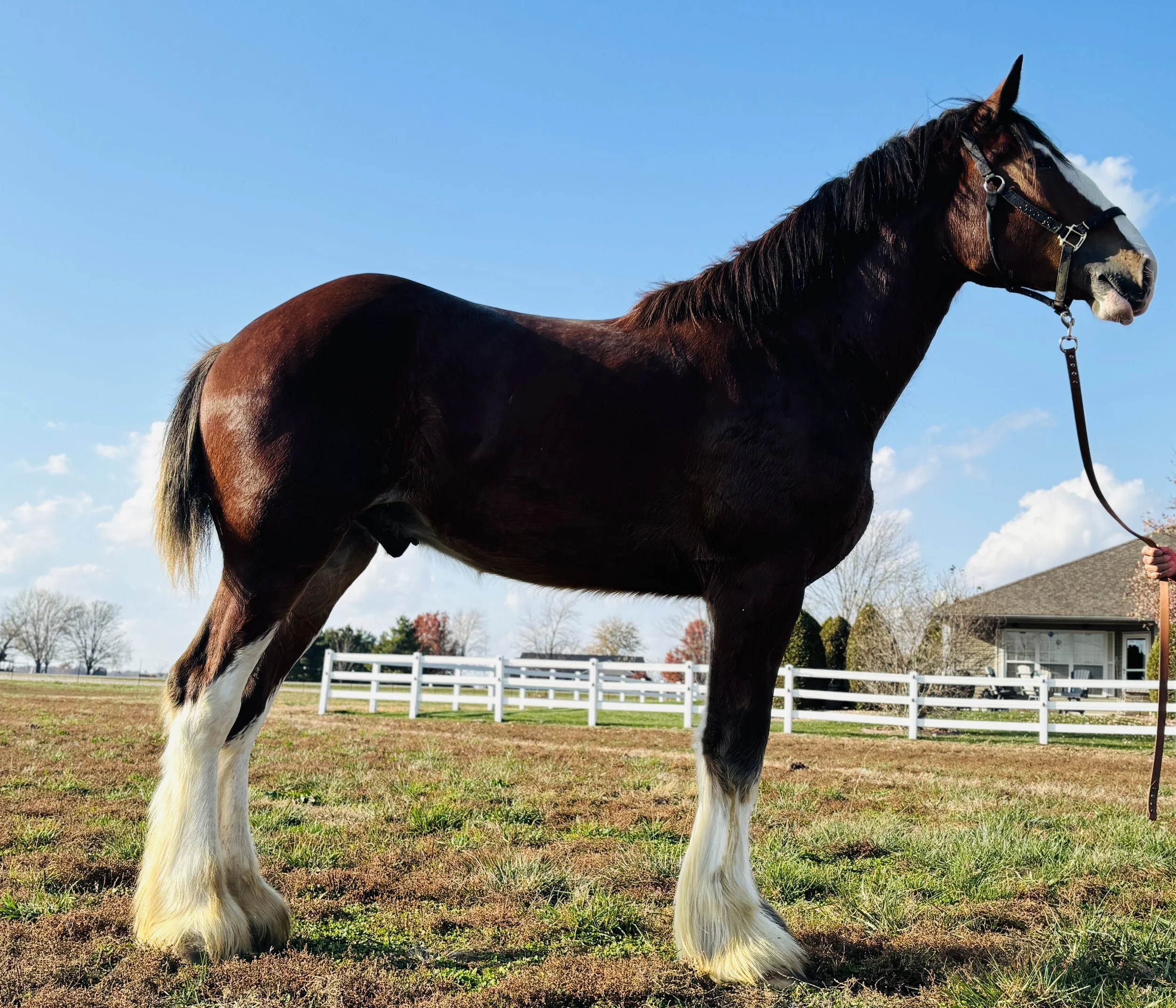 The Clydesdale That Made Us Think Twice