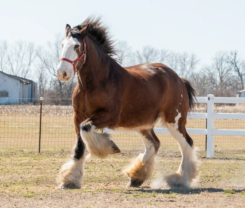 7 FREQUENTLY ASKED QUESTIONS ABOUT CLYDESDALES