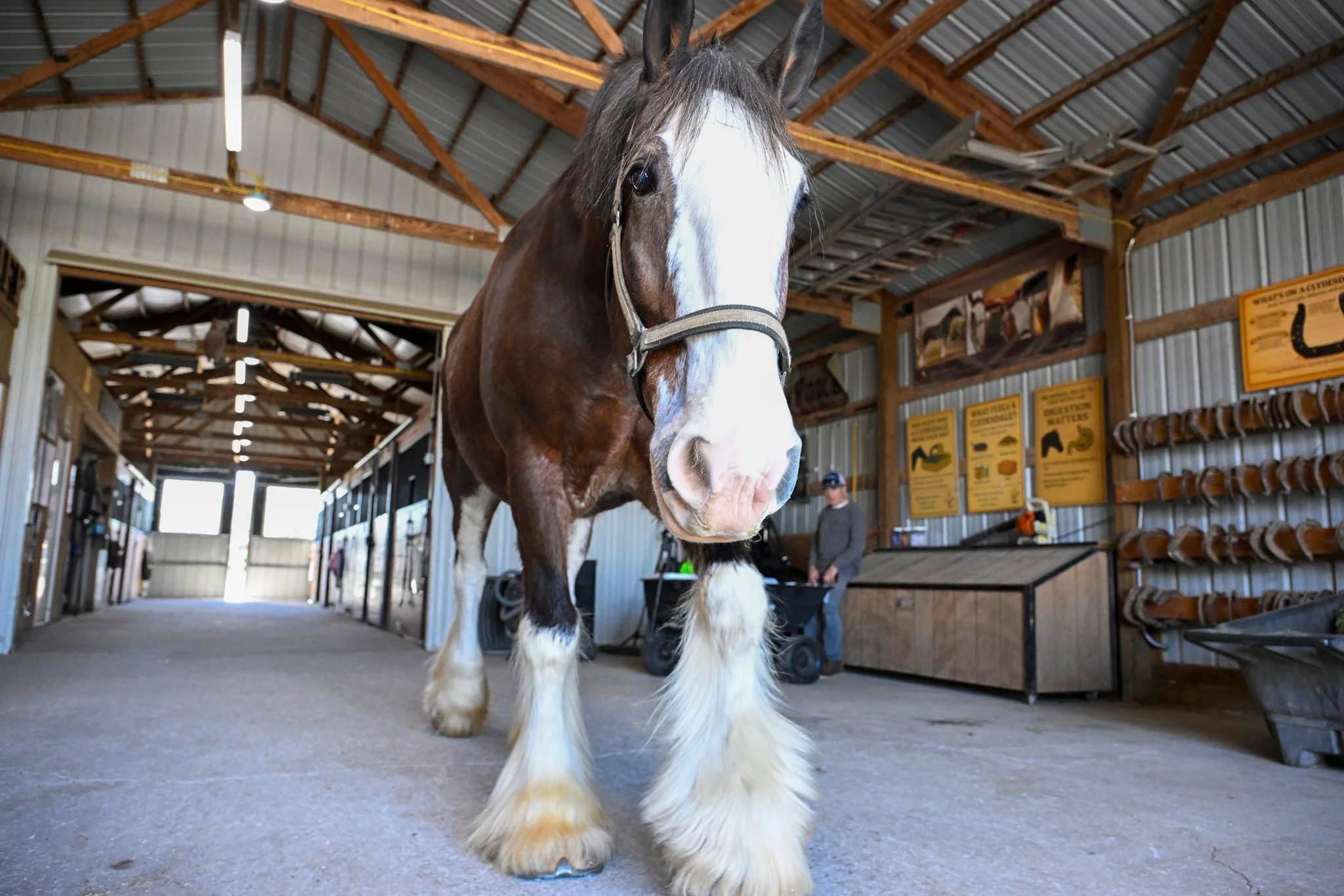 Looking for Unique Things to Do Near St. Louis? Meet a Clydesdale Up Close