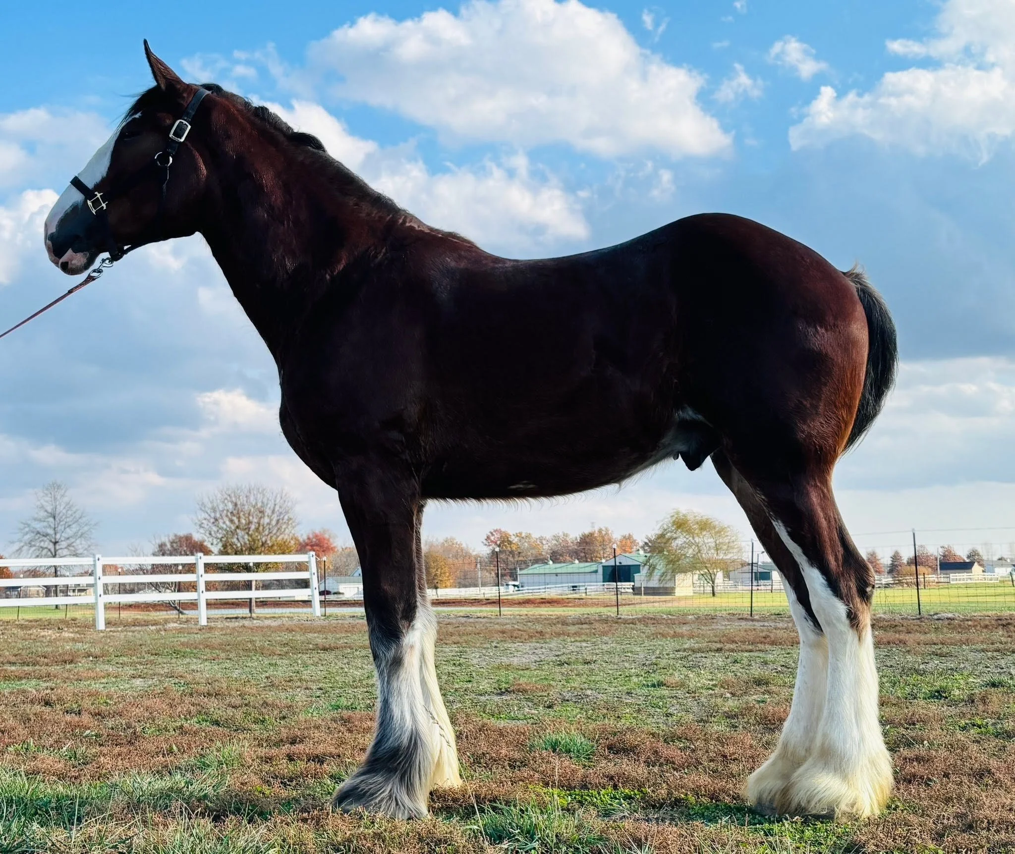 THEY CAME LOOKING FOR A CLYDESDALE. THEY FOUND A WHOLE LOT MORE...
