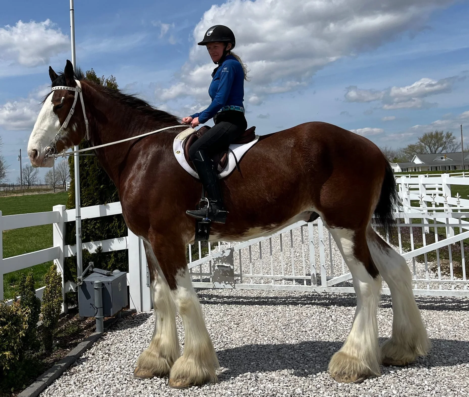 person riding a Clydesdale horse showing that draft horses can be ridden