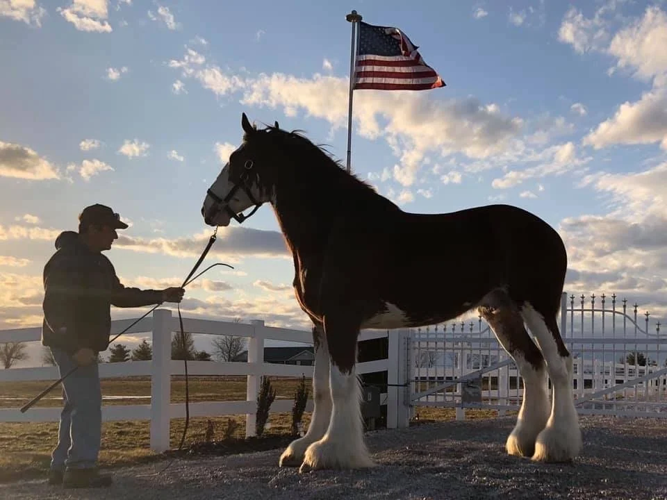 Silhouette of a person holding a Clydesdale horse's reins; American flag in the background; outdoor setting with clouds and fence.
