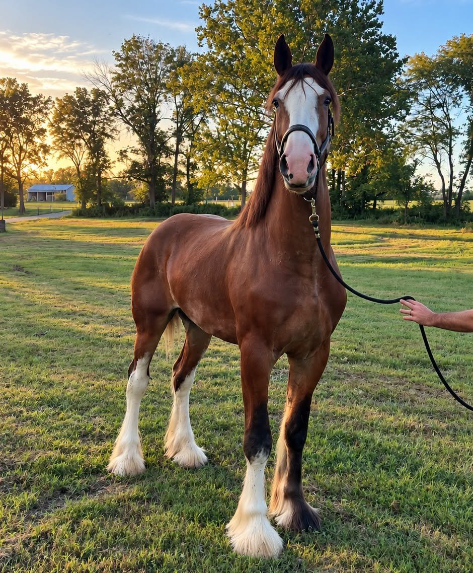 Clydesdale horse with white and dark feather on its lower legs standing in a pasture at JFP Equine.