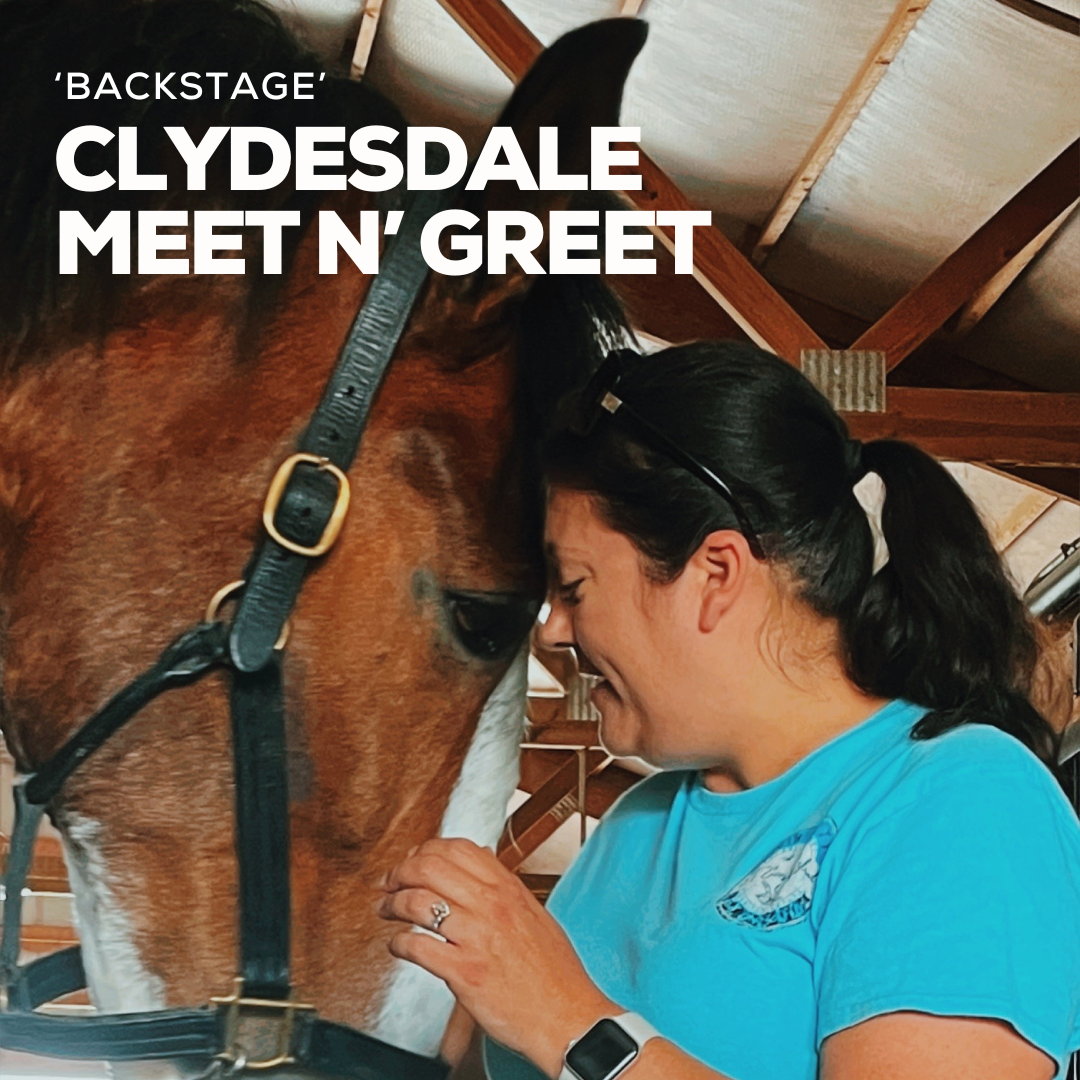 It’s 45 minutes of pettin’, picture takin’ and yes, maybe even a little Clydesdale snugglin’ in groups of no more than 10. Meet, greet and get up close and personal with several world-class Clydesdales ‘backstage’ inside the JFP Equine barn.