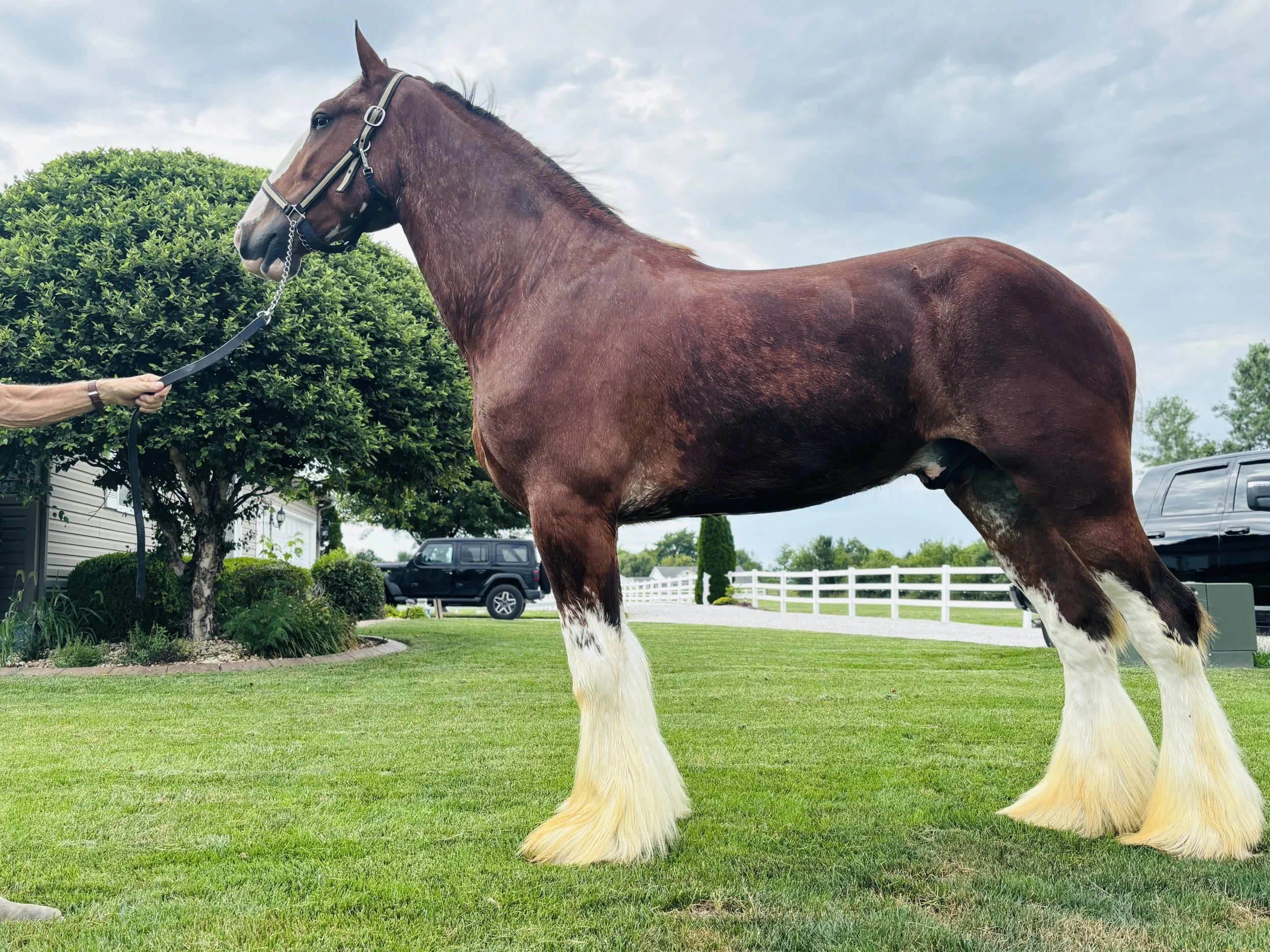OZZY: SOLD (MO)