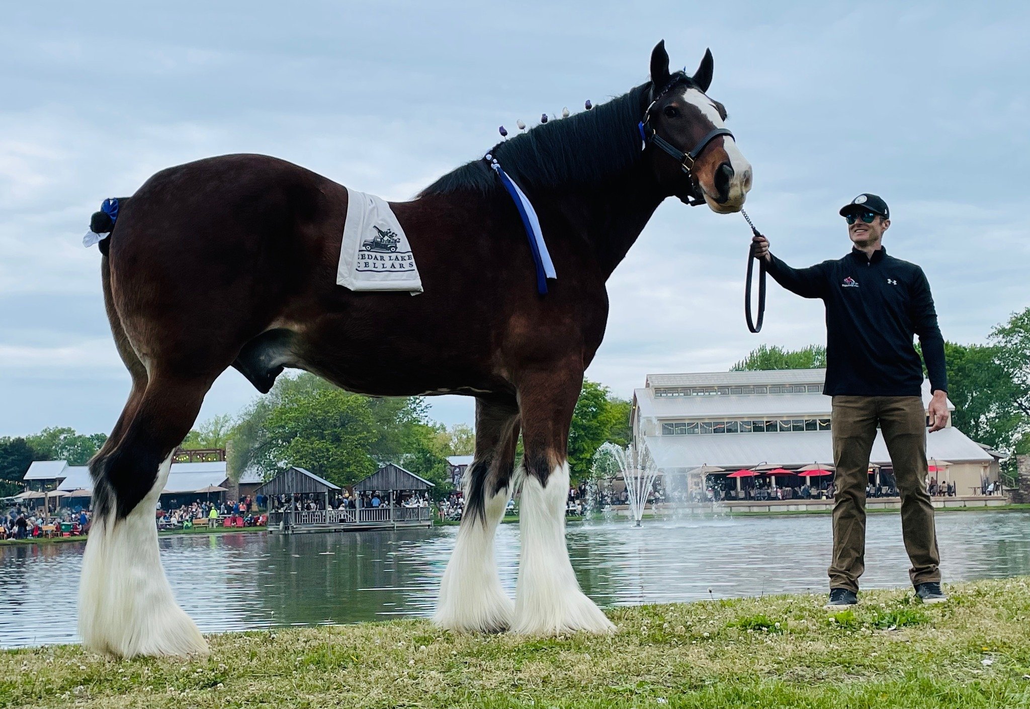 Clydesdale horse height comparison standing next to person showing large size and scale