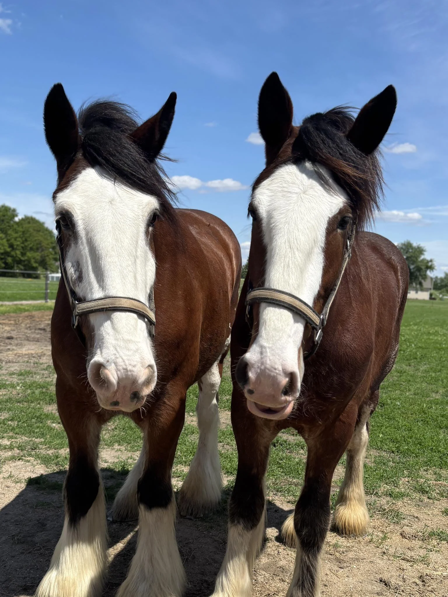 Two JFP Equine Clydesdales standing together in Waterloo, Illinois near St. Louis