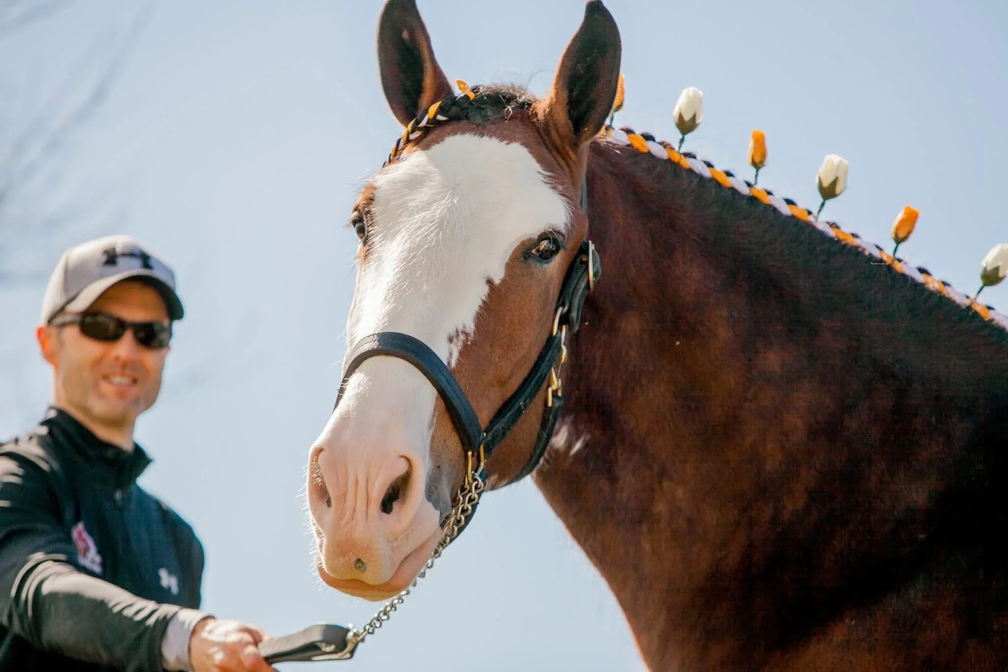 Gator, a Clydesdale horse owned by JFP Equine, posing during a public appearance.