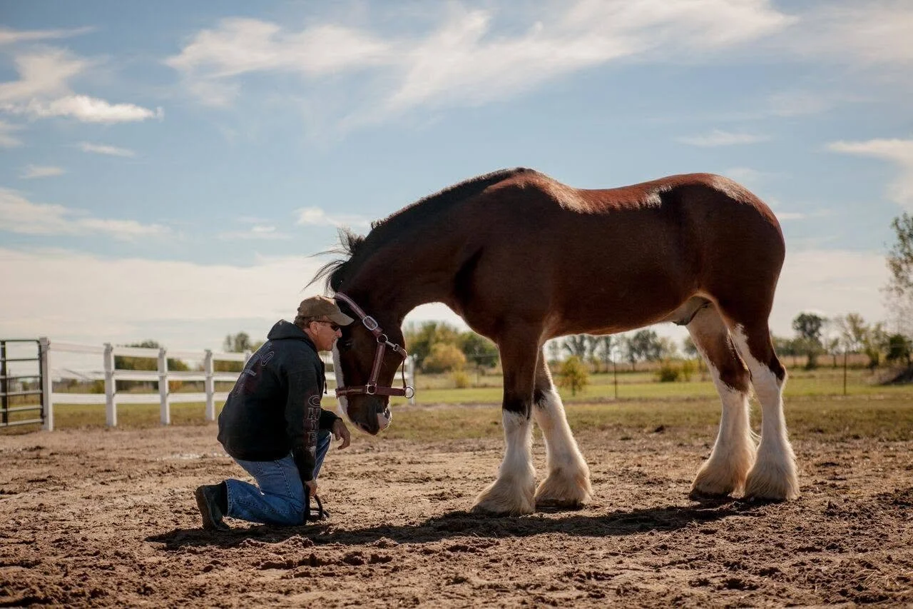 Torch, a Clydesdale horse at JFP Equine, standing with Jim Poole in a quiet moment at the farm.