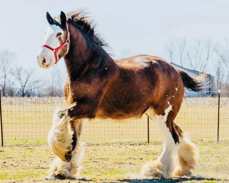 Clydesdale horse with beautiful feathering