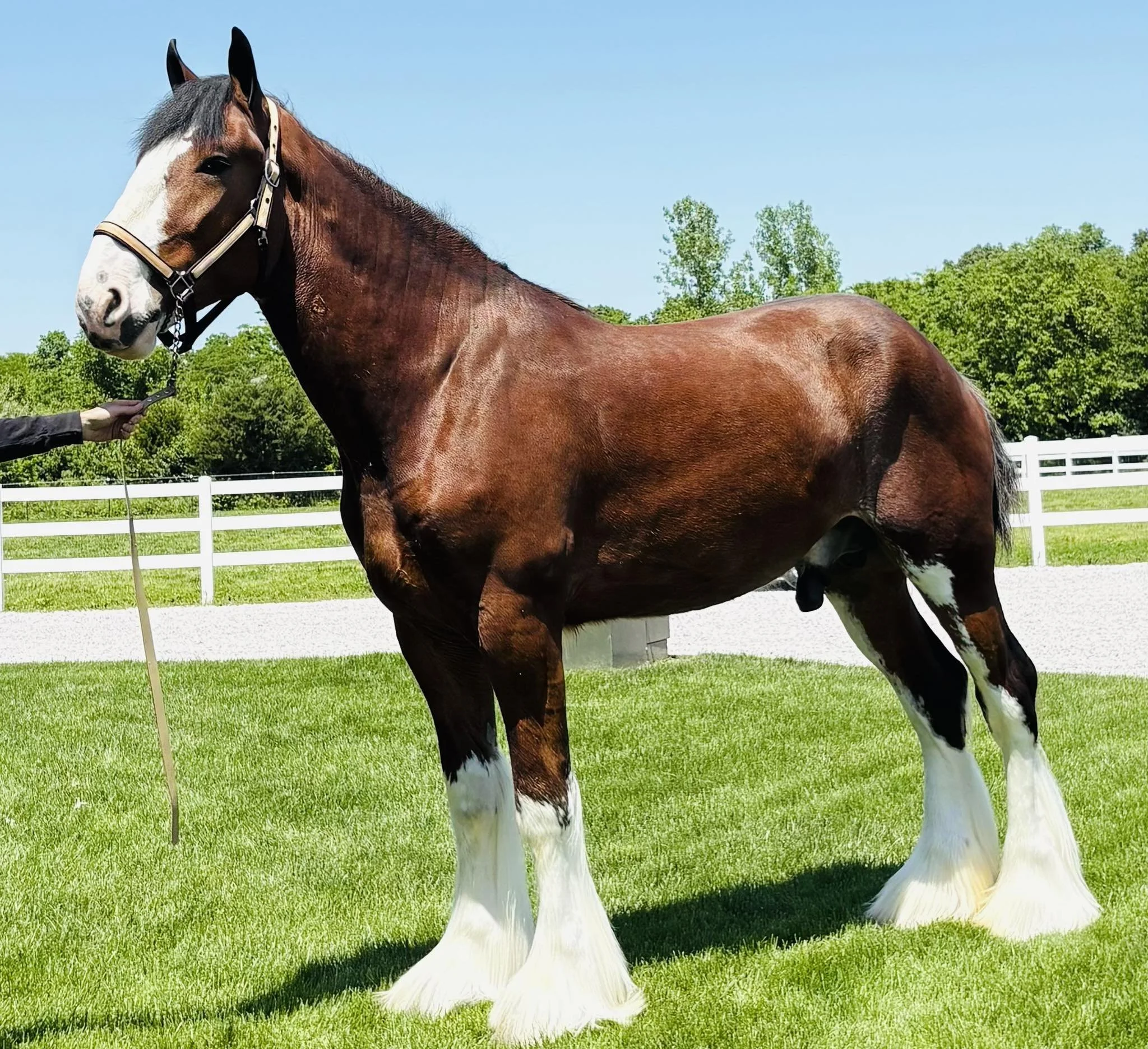 close up of a Clydesdale horse showing facial markings and distinctive breed characteristics