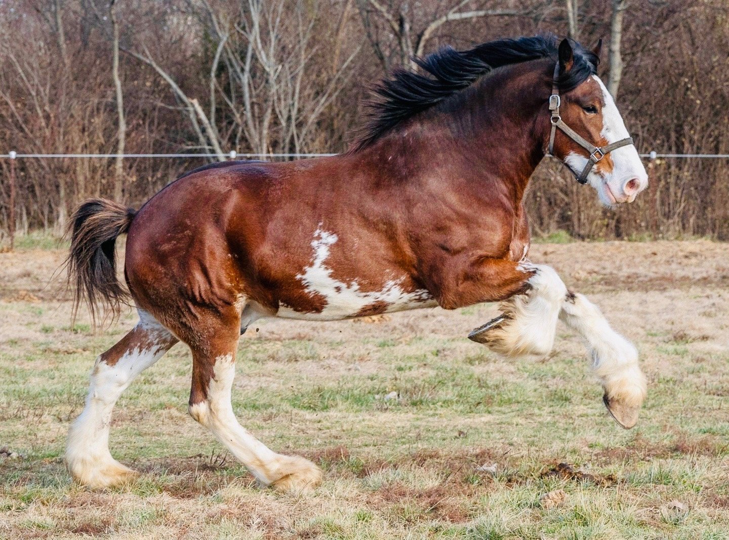 Meet Rocket — a 3-year-old, 18-hand gelding with a look that turns heads and a stride that says “watch this.” Beautiful color, top-notch movement, and plenty of presence. Broke to drive and ride, and already showing the kind of promise that makes you