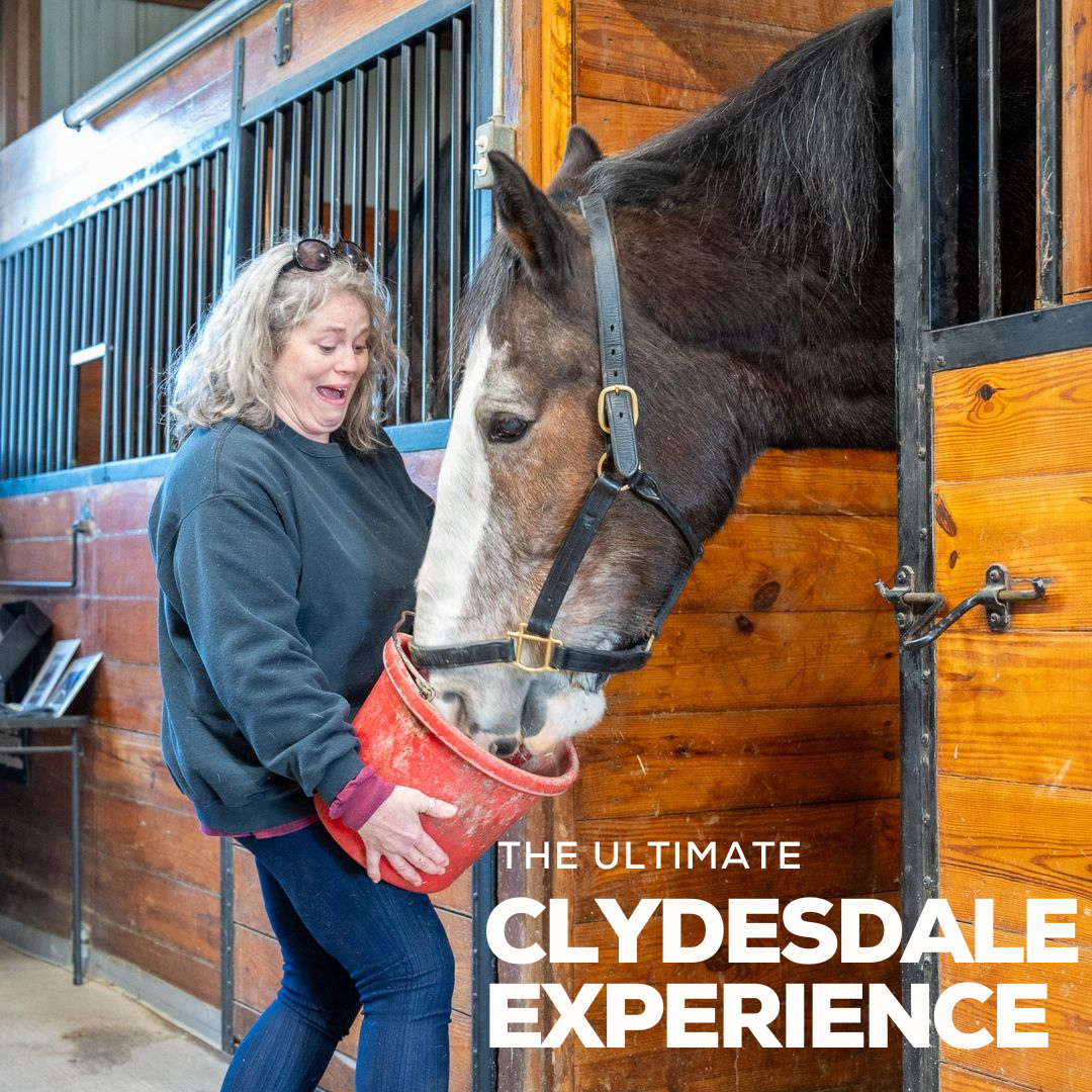 Clydesdale Experience 5.26.12 PM.png