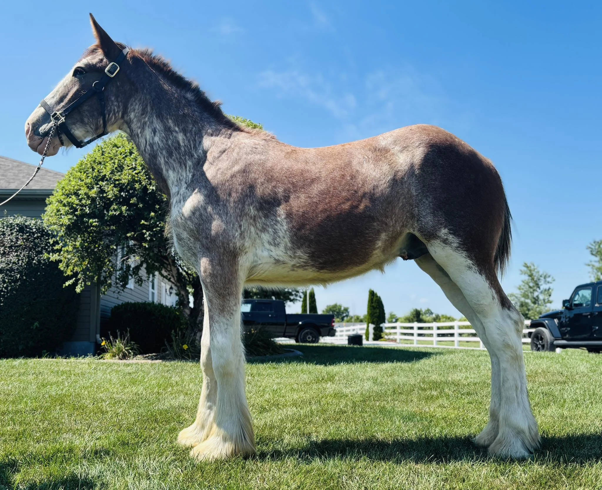 DAKOTA: Sold (Illinois)