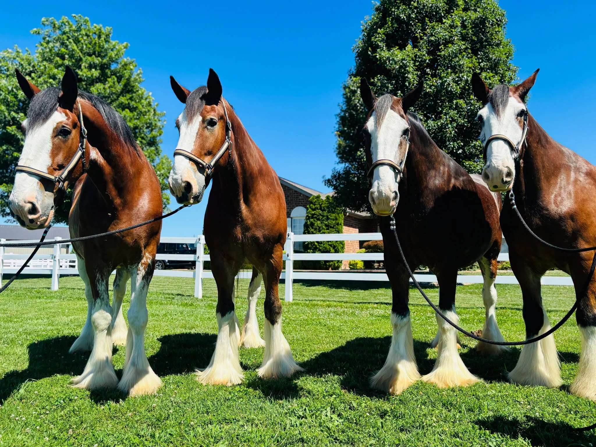Four JFP Equine Clydesdales standing together at the farm in Waterloo, Illinois near St. Louis.