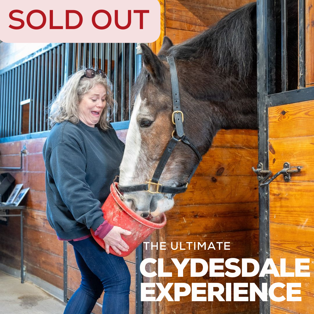 THE ULTIMATE CLYDESDALE EXPERIENCE, 10/11/26, 8:00am-10:00am