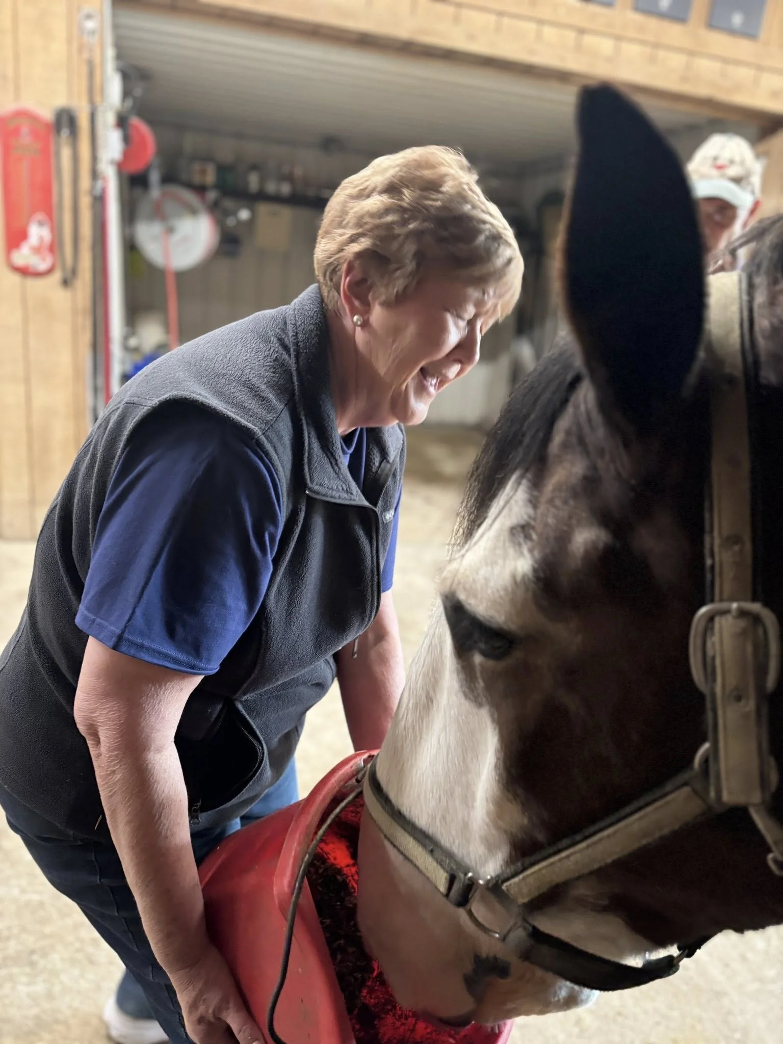 Guest hand-feeding a Clydesdale during the Ultimate Clydesdale Experience near St. Louis at JFP Equine in Waterloo, Illinois