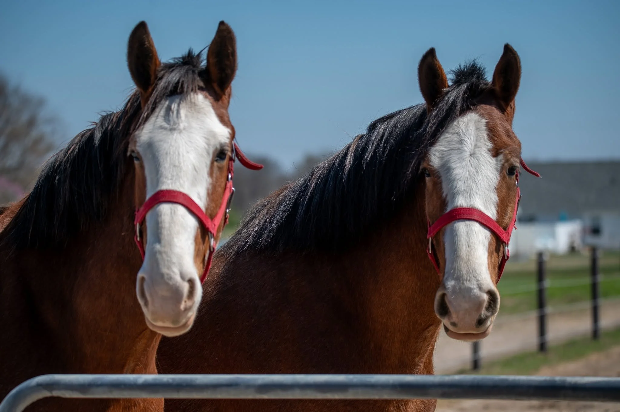 Two Clydesdale horses together at JFP Equine in Waterloo, Illinois