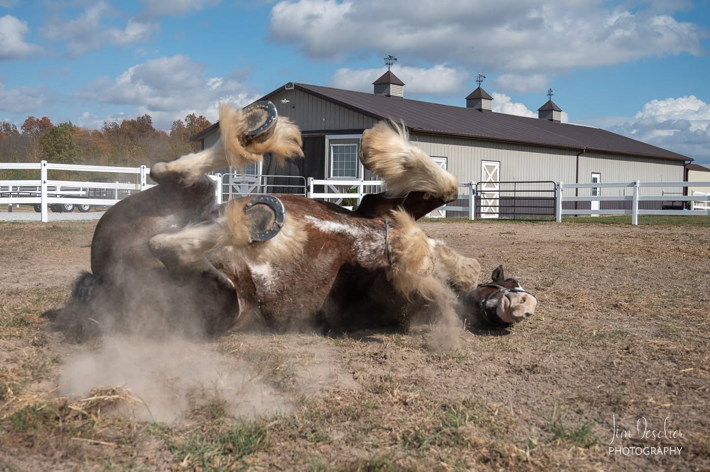 Clydesdale horse rolling on its back in the pasture at JFP Equine