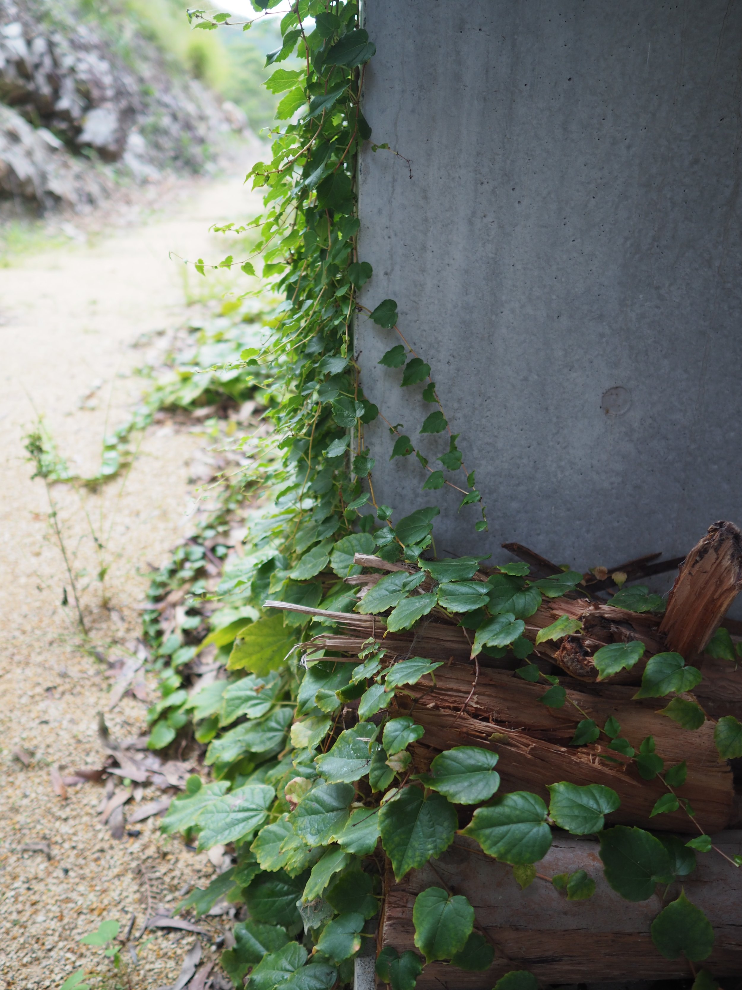 Wallis Lake - Boston Ivy on off form concrete.JPG