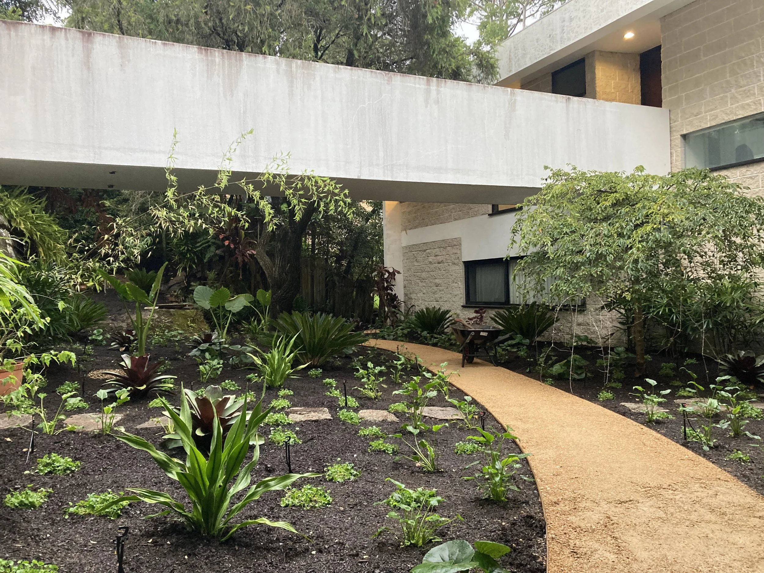 St. Ives Harry Seidler - New garden path and planting.jpg