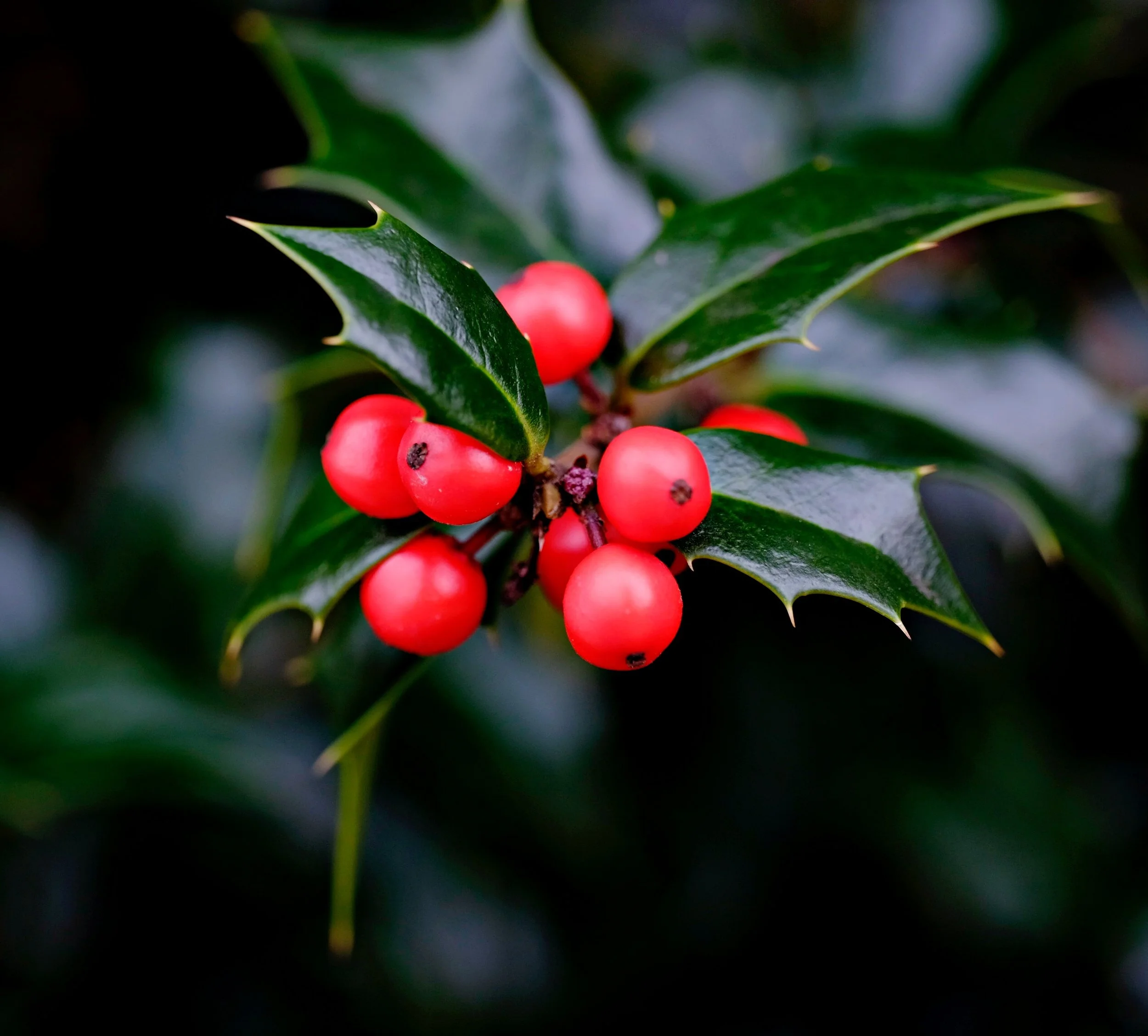 Winter Berries On Tree.jpg