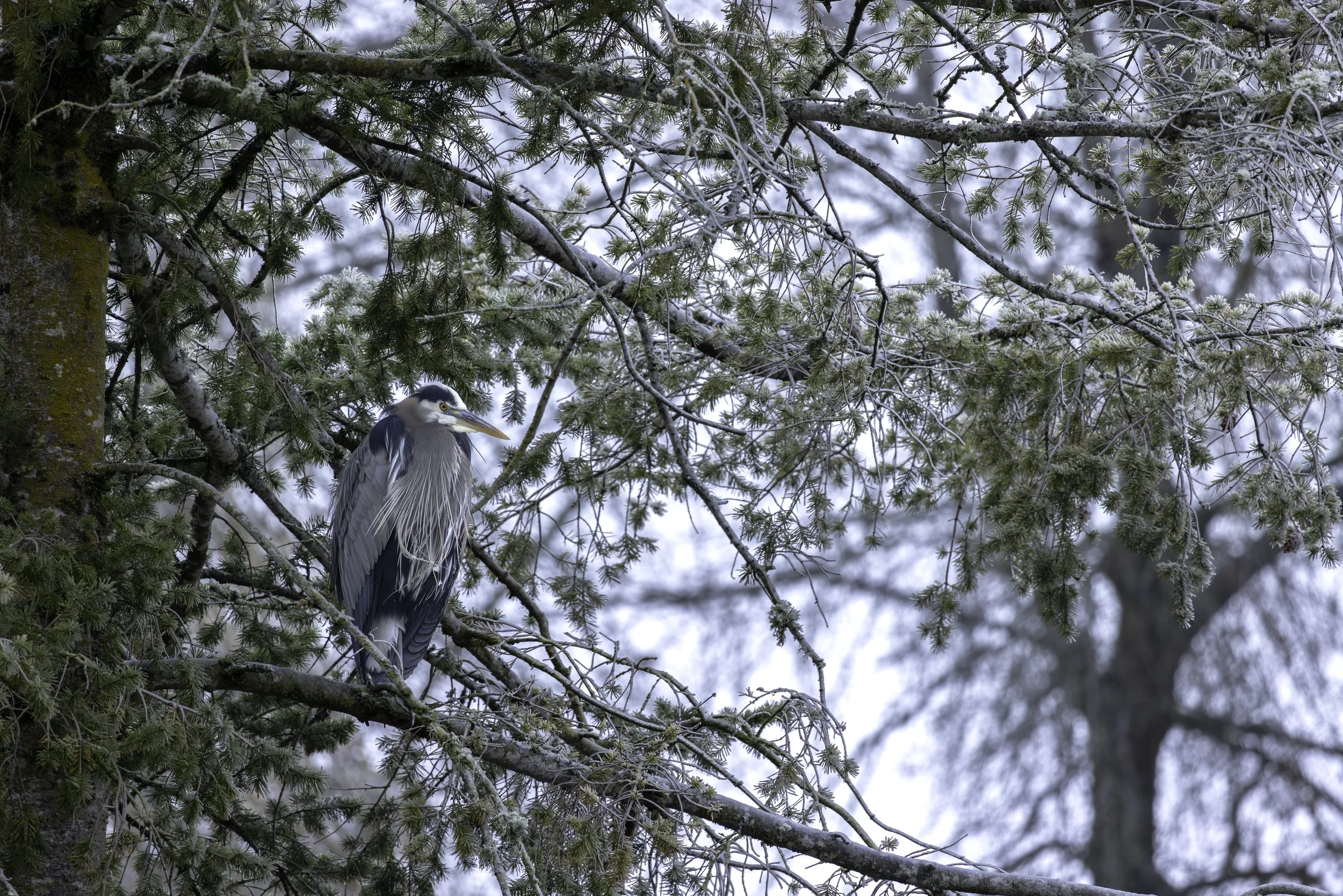 Great Blue Heron, with frost hanging from its spiny frontal plumage, perched in winter foliage. 
8192 × 5464
(~ 27.3" × 18.2" @ 300dpi)