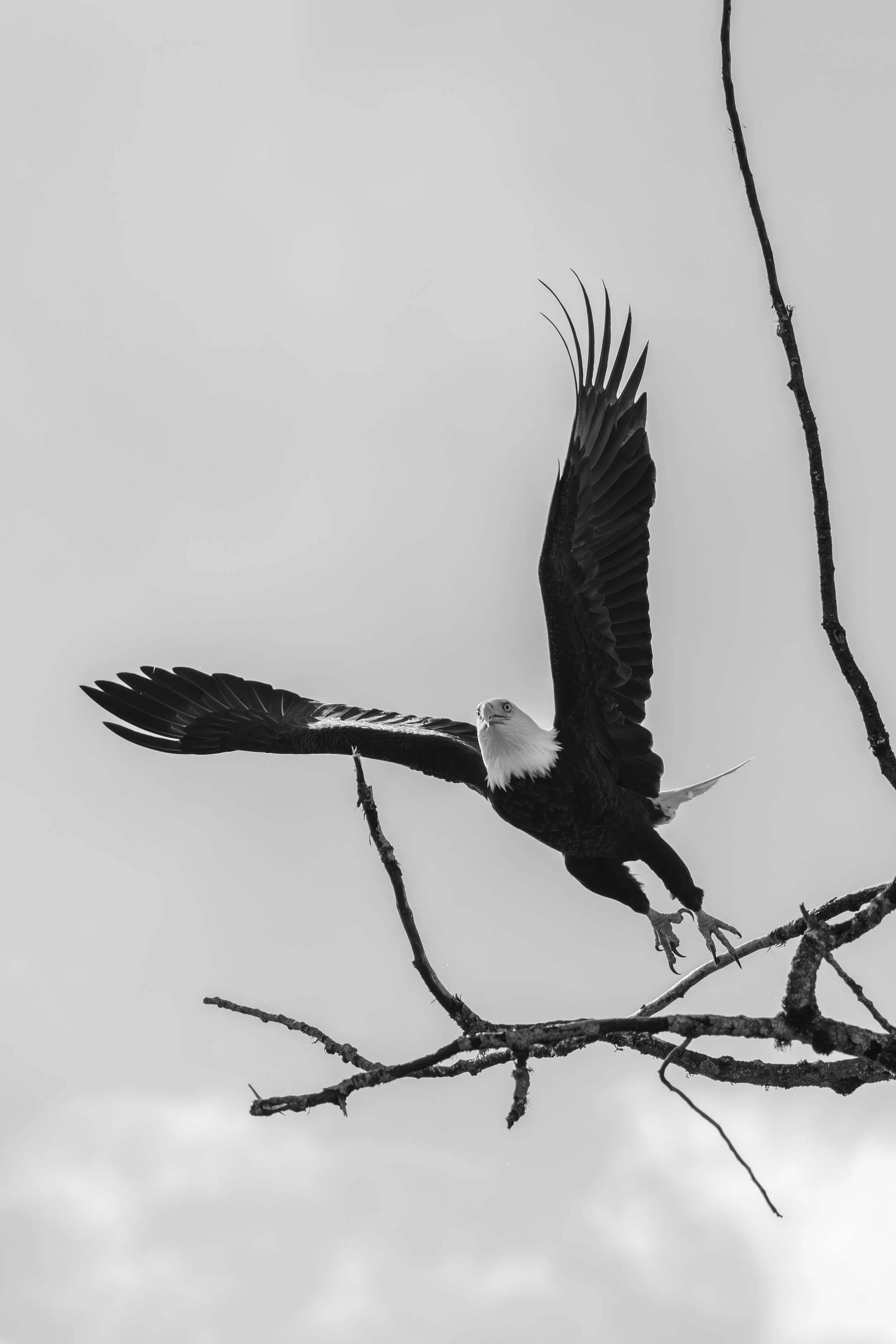 BE_takeOffBW-9361.jpg