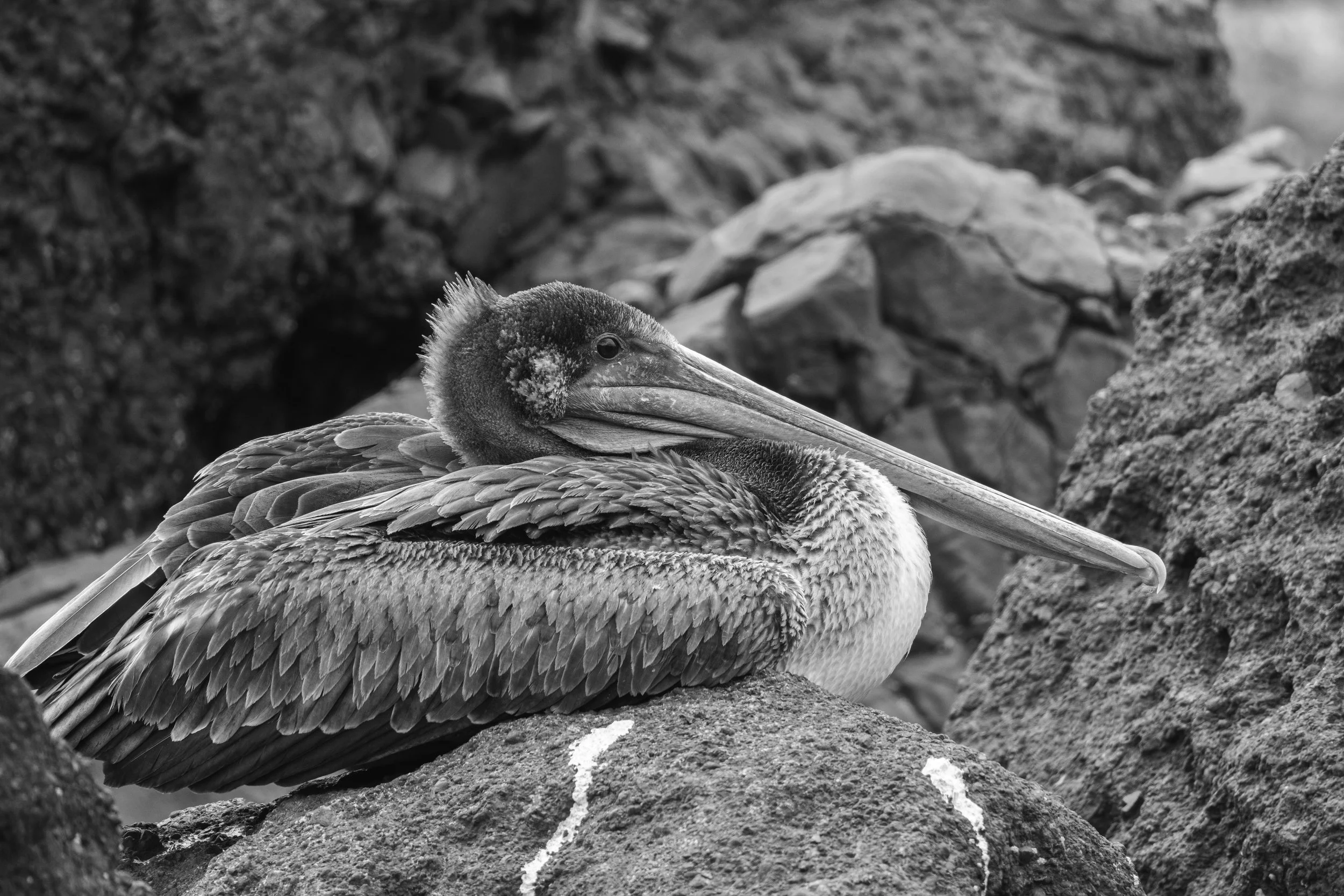 JuviePelican_openBW-6841.jpg
