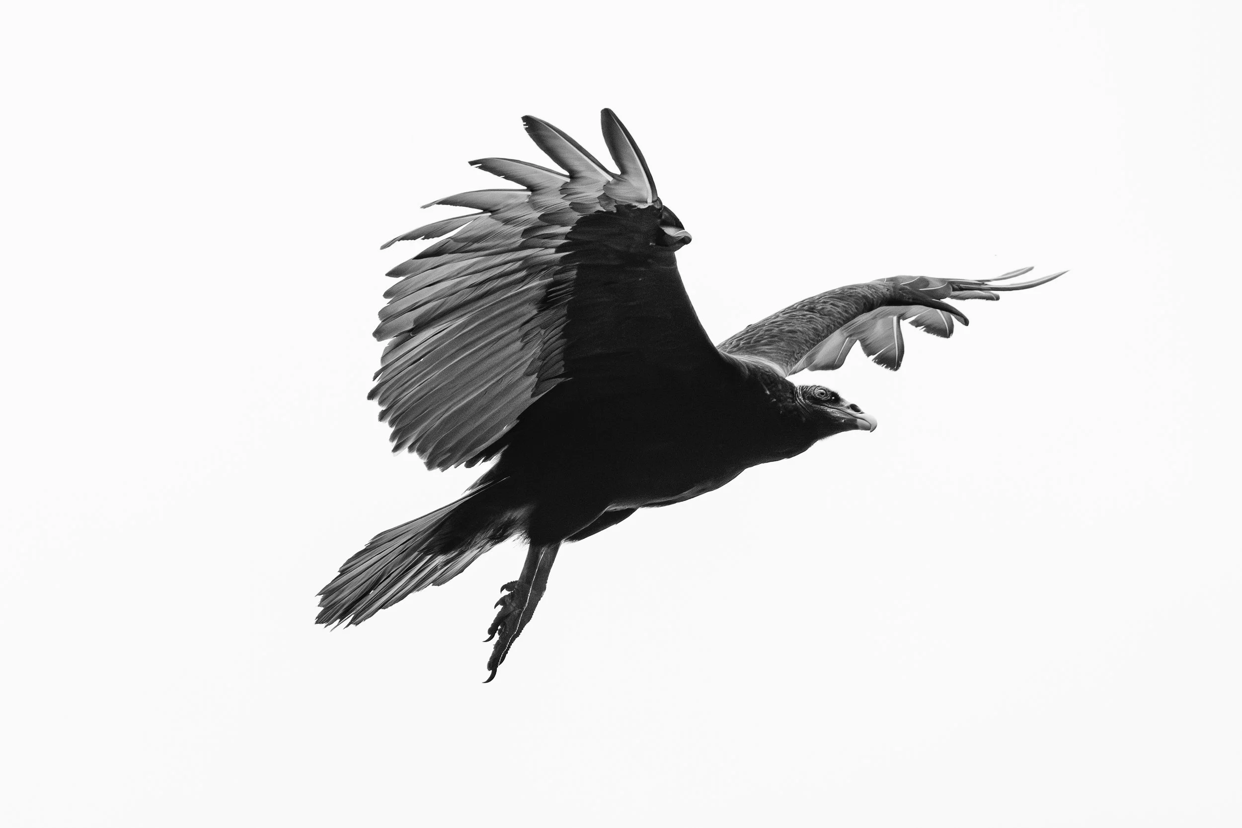 vulture_profile1_BW-8841.jpg