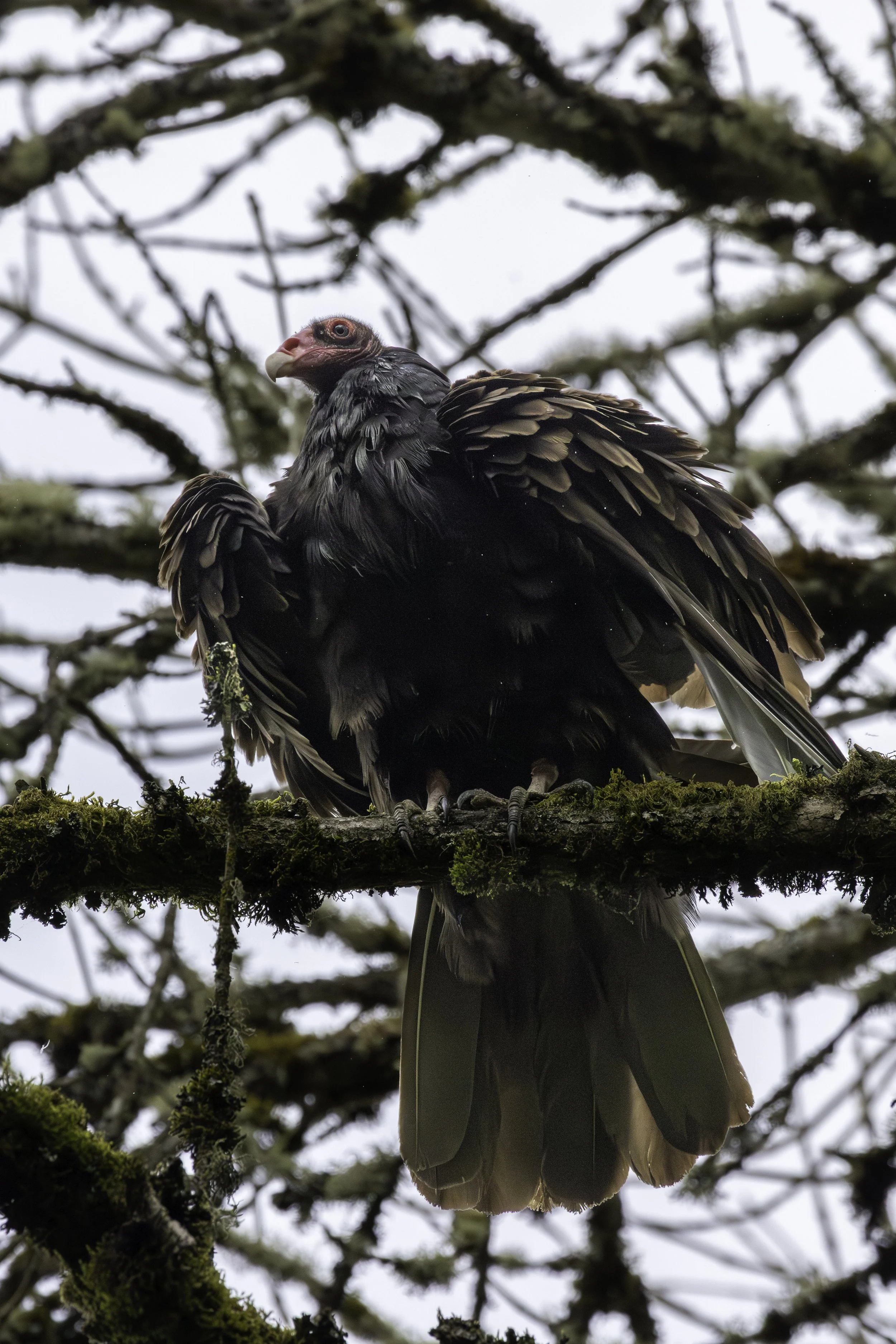 Turkey Vulture shaking down its feathers.
3516 × 5271
(~ 11.7" × 17.5" @ 300dpi)