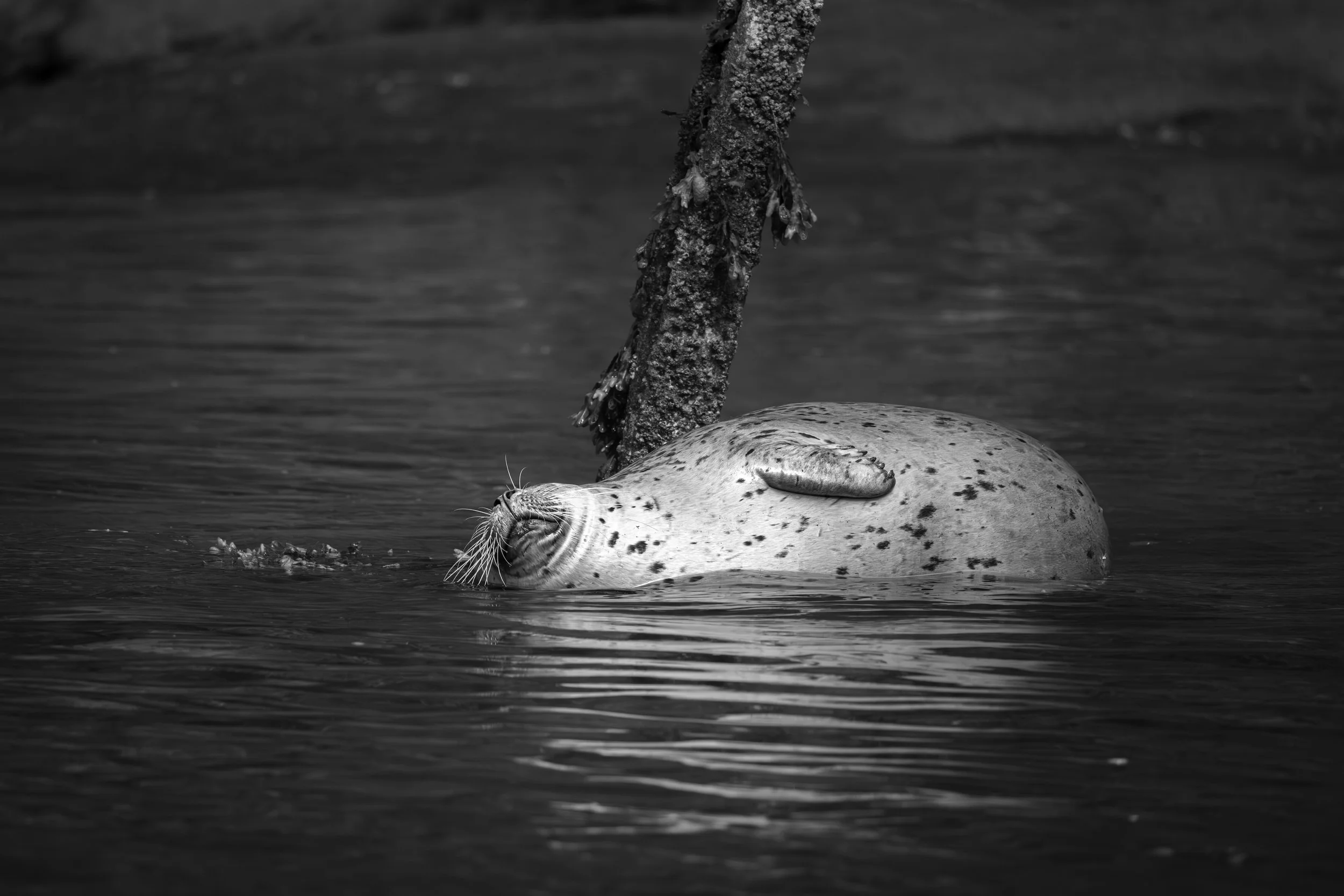 Elephant_seal_dozingBW-4387.jpg