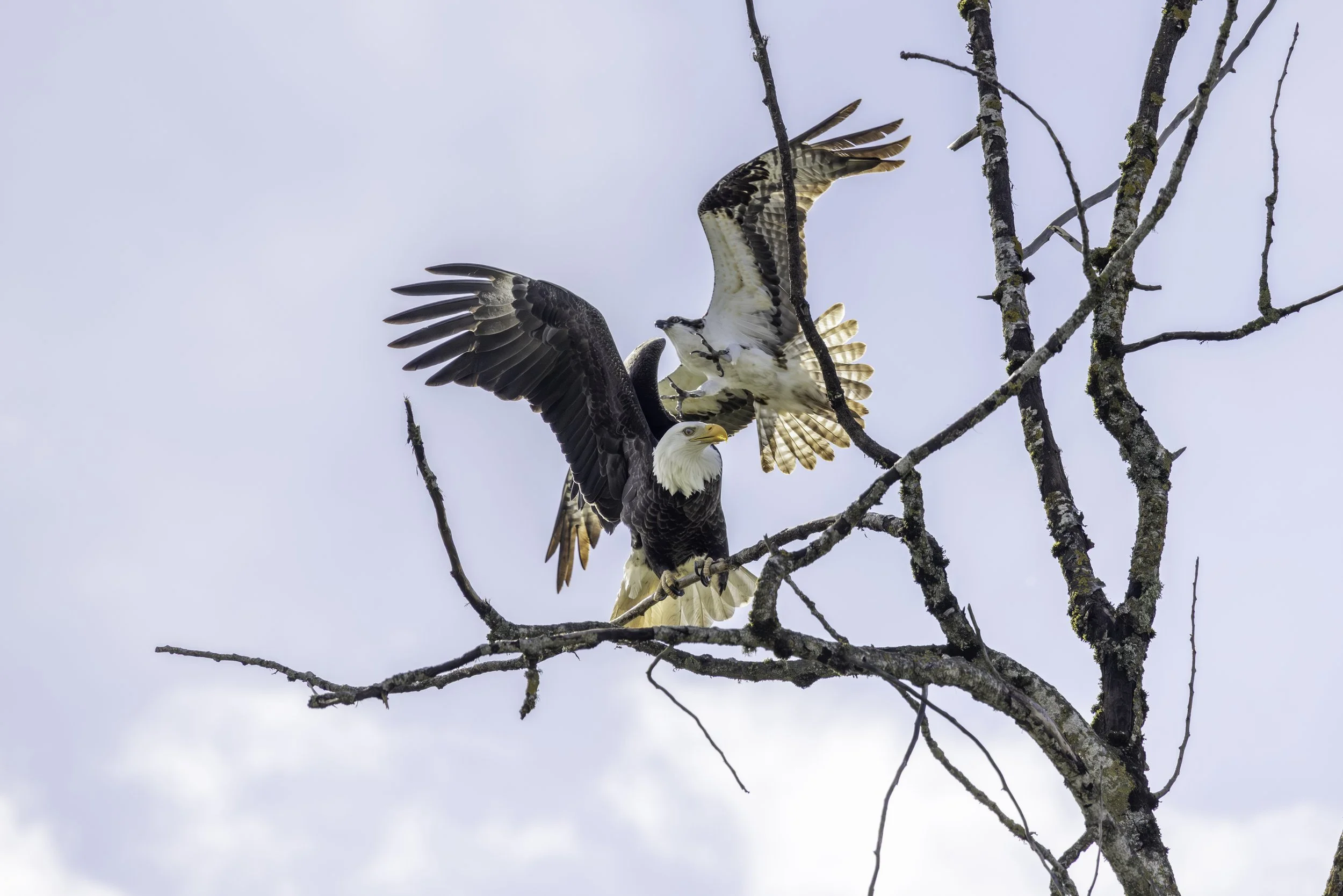 An Osprey, flashing its talons, aggresses upon a Bald Eagle – a known kleptoparasite – that had annexed its perch. The Eagle, despite being larger and stronger, is displaced from the stolen perch. Both birds have shielded their visible eyes with thei