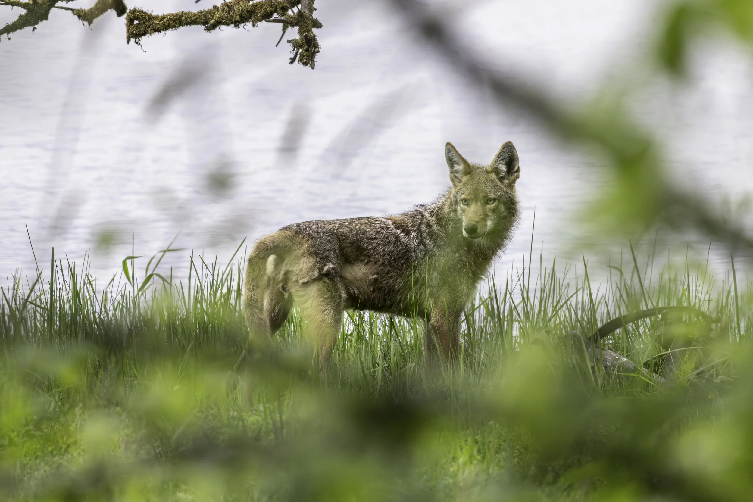 A Coyote surveys its surroundings while tending to the remains of venison.
5612 × 3743
(~ 18.7" x 12.5" @ 300dpi)