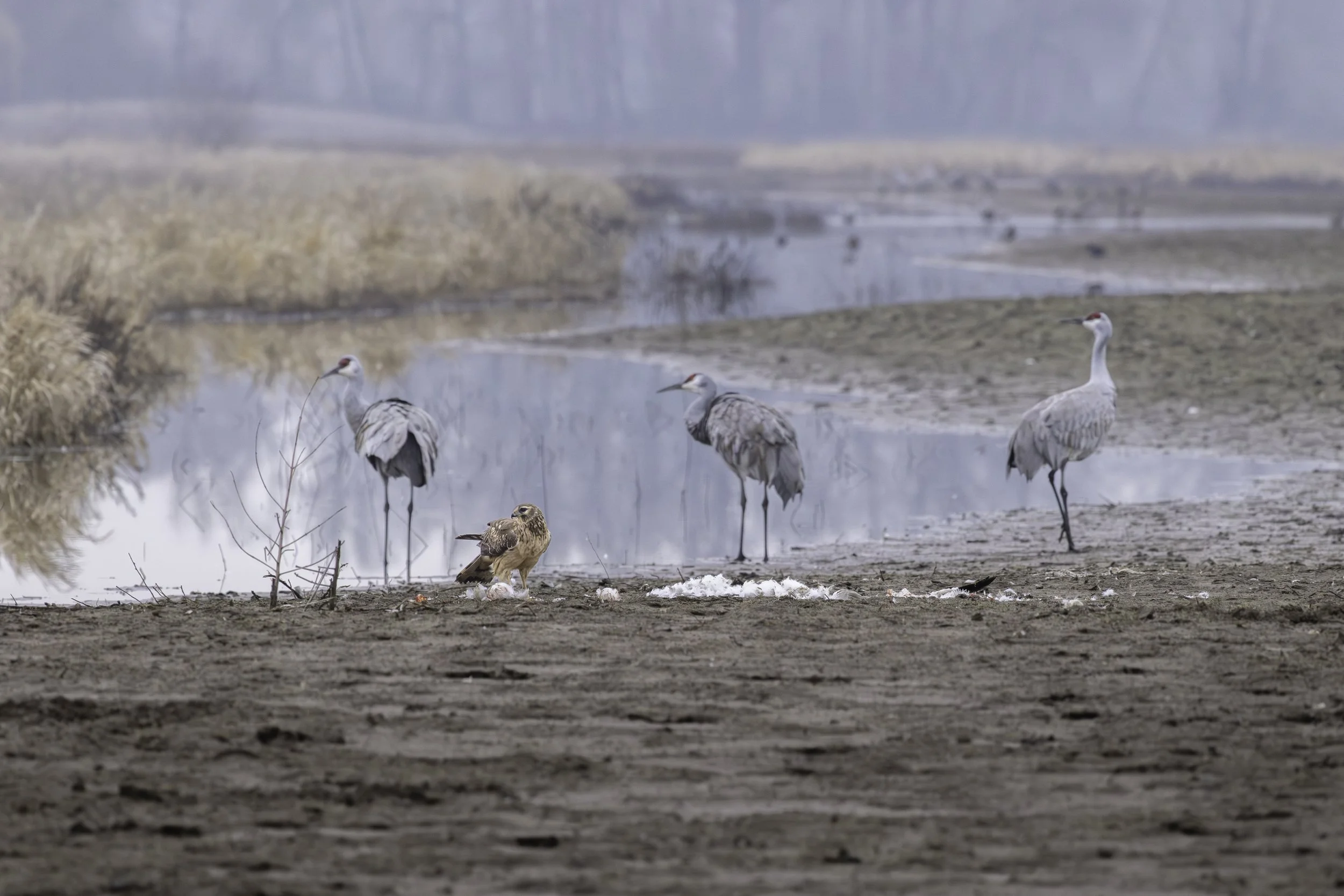 Northern Harrier courting its meal, the remains of a Snow Goose, against a backdrop of a triad of Sandhill Cranes. 
6174 × 4118
(~ 20.6" × 13.7" @ 300 dpi)