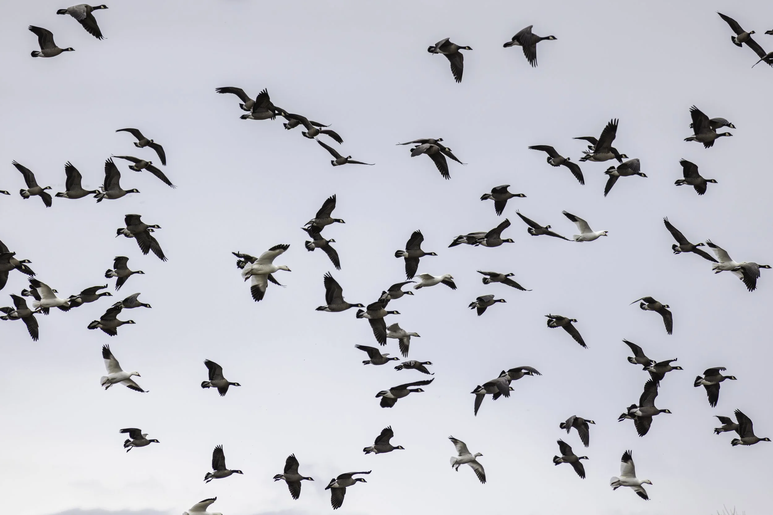 Mixed gaggle of Snow and Canada Geese, appearing to float in the air.
7673× 5118
(~ 25.6" × 17.0" @ 300dpi)