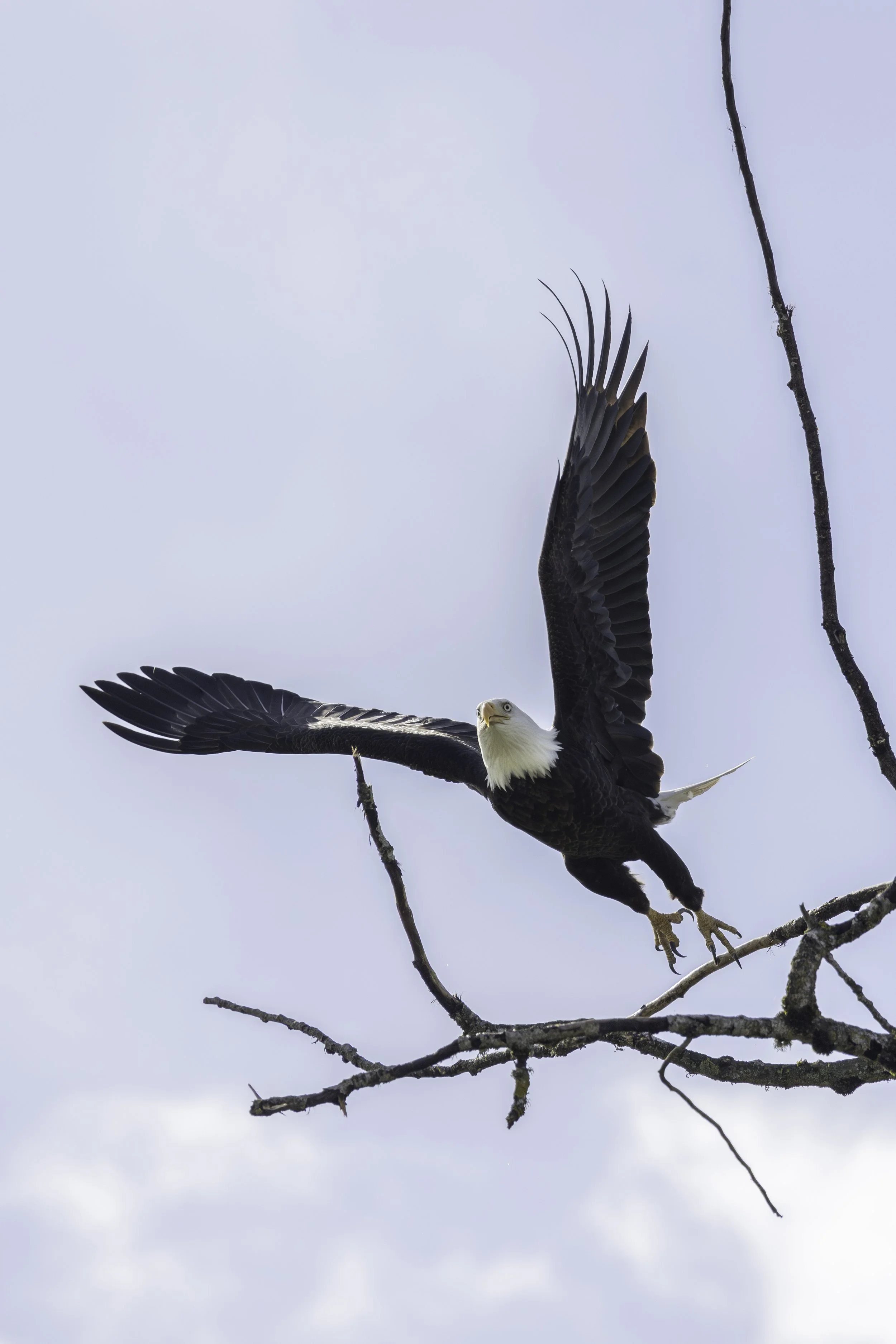 Bald Eagle in take off, after being harassed by an Osprey off its perch. 
3644 × 5464
(~ 12.1" ×  17.9" @ 300dpi)