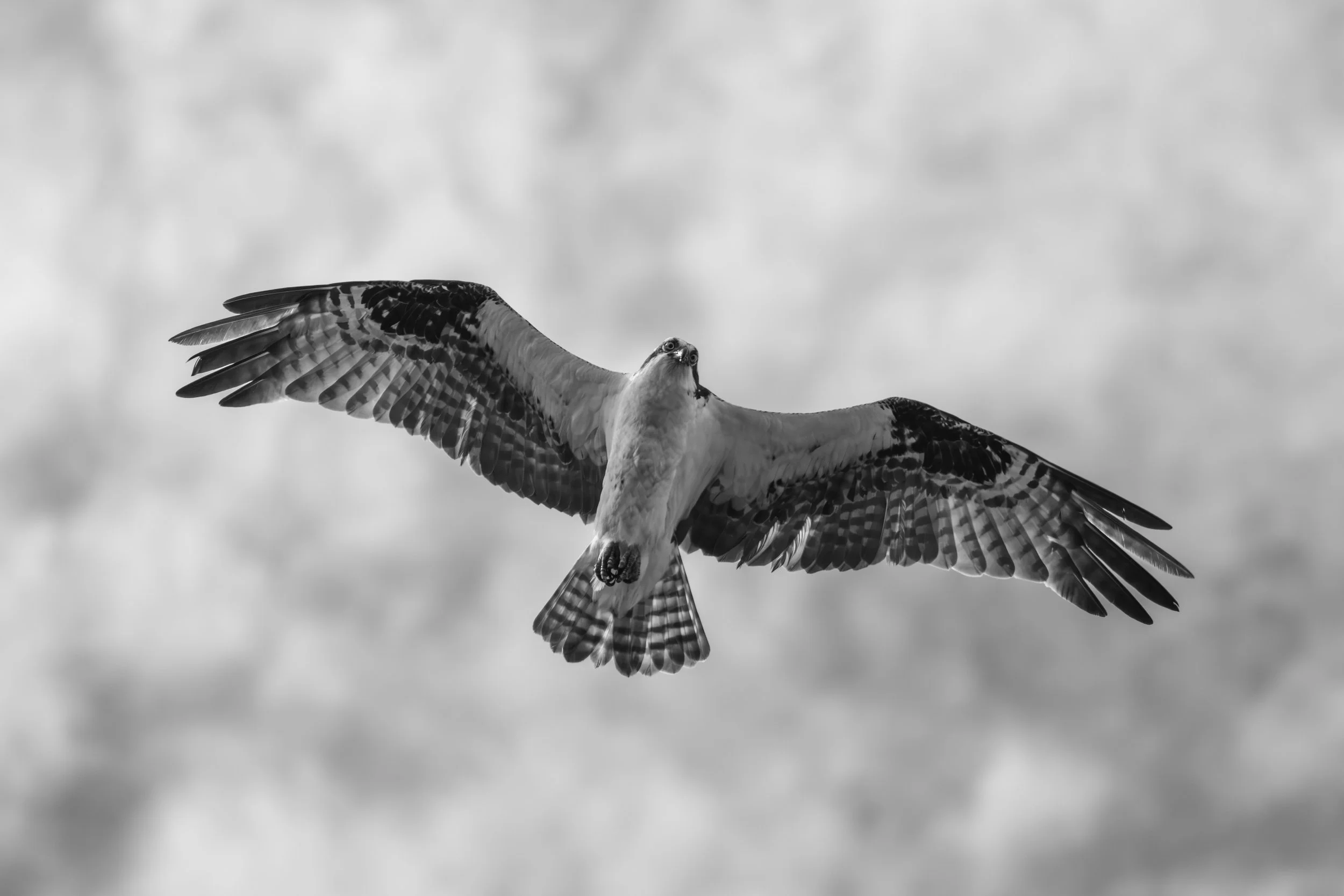OspreyOverheadBW-9568.jpg