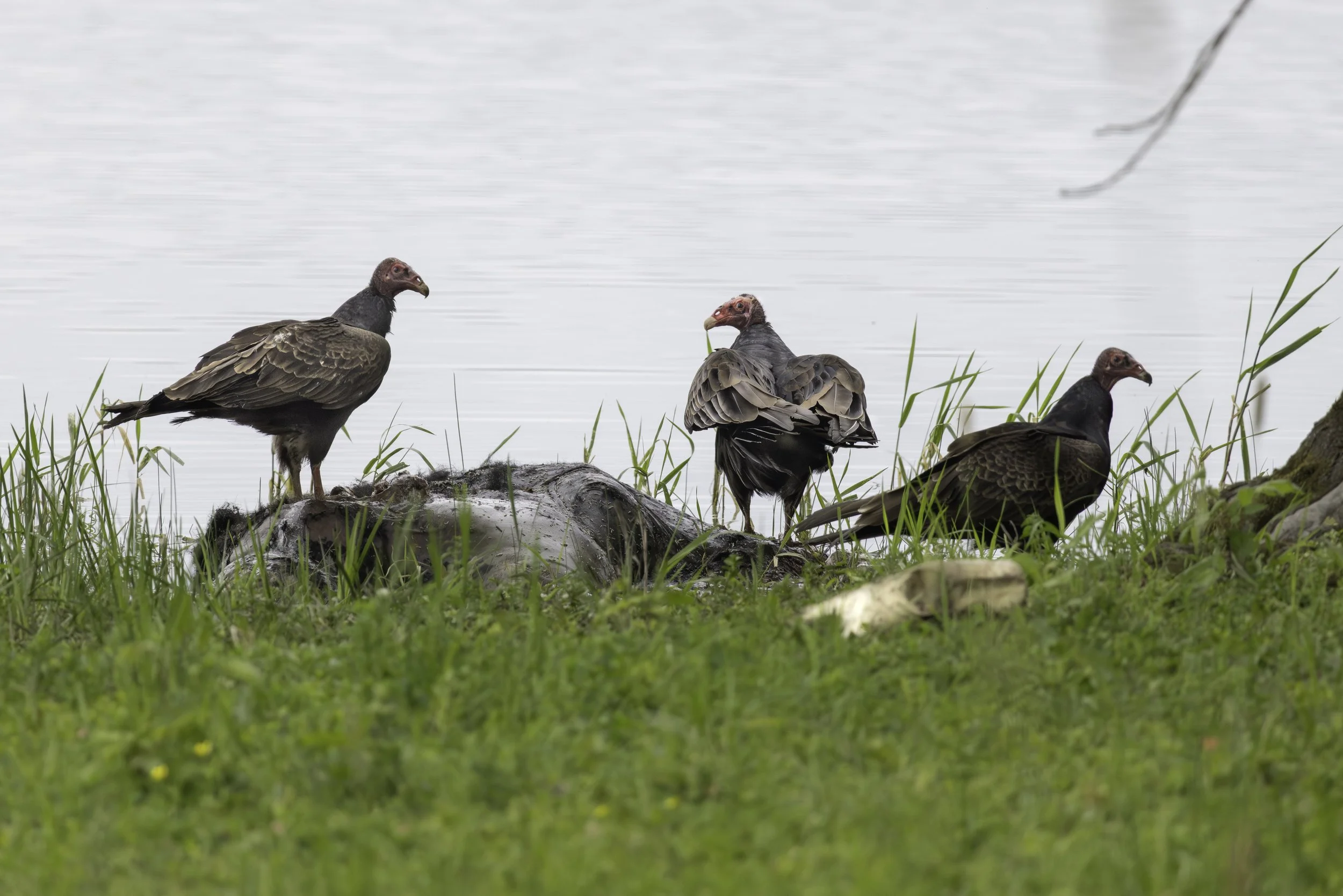 Turkey Vultures lay dominion over a partially inundated and rotting carcass of venison, whose skull appears to watch the scavenging.
5742 × 3830
(~ 19.1" × 12.8" @ 300dpi)