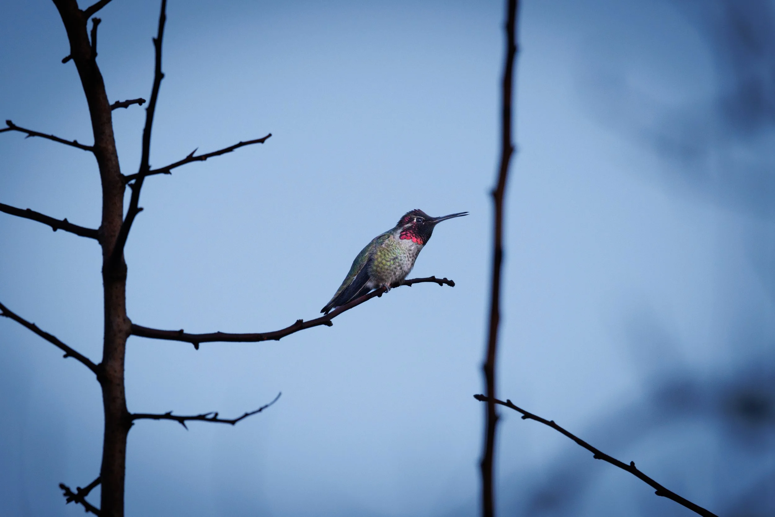 Anna's hummingbird, reflecting the colors of its plumage on a winter morning.
5403 × 3604
(~ 18" × 12" @ 300dpi)