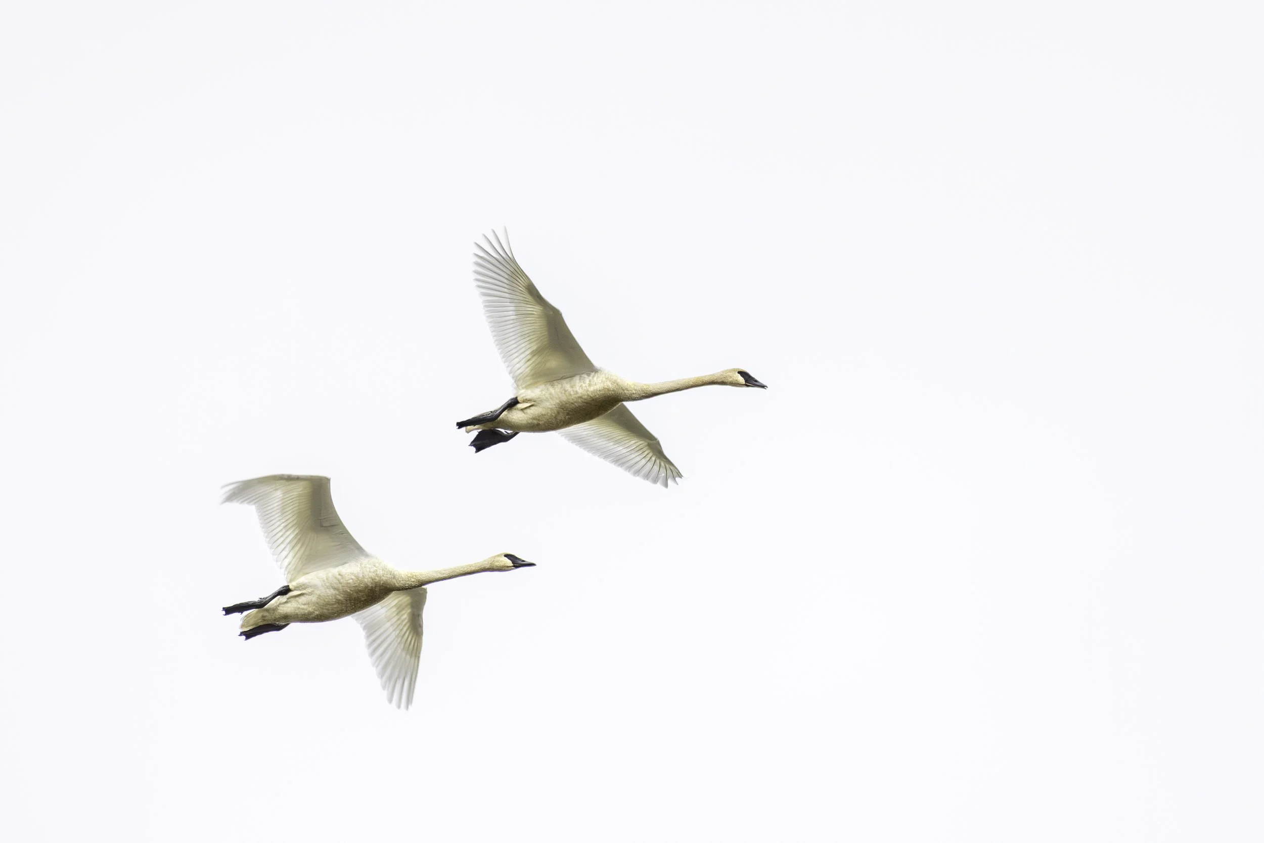 Pair of Tundra Swans in flight. 
5733 × 3824
(~ 19.1" × 12.7" @ 300dpi)