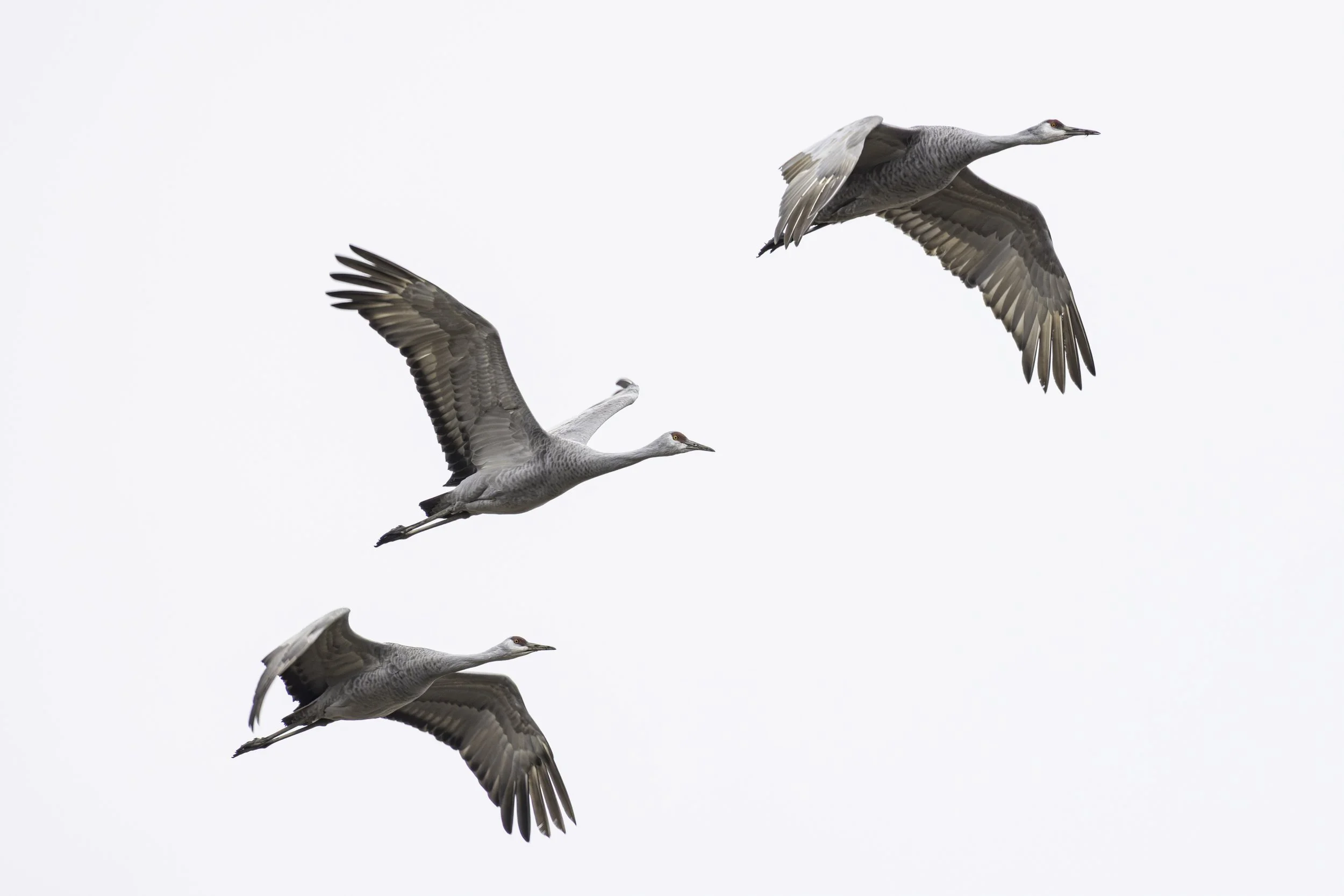 Triad of Sandhill Cranes, flying overhead.
5461 × 3642
(~ 18.2" × 12.1" @ 300dpi)